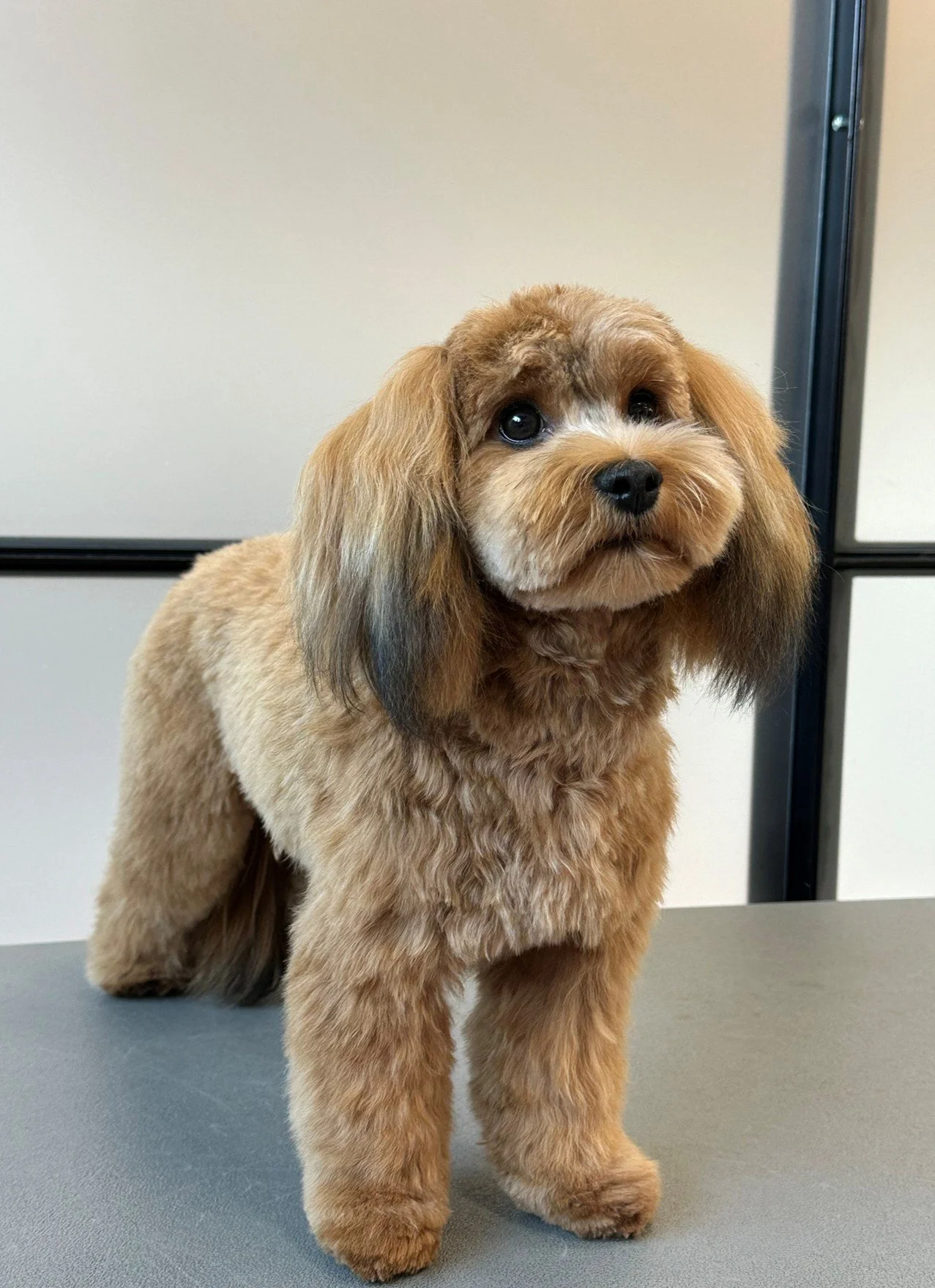 Havaneser/Bichon bamseklip – fluffy pels, rundt hoved og bløde ører efter saks og maskineklip.