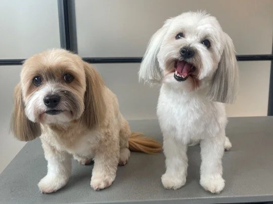 Fluffy hvalpeklip med rundt hoved og korte ben – rolig og nænsom grooming af små racer.