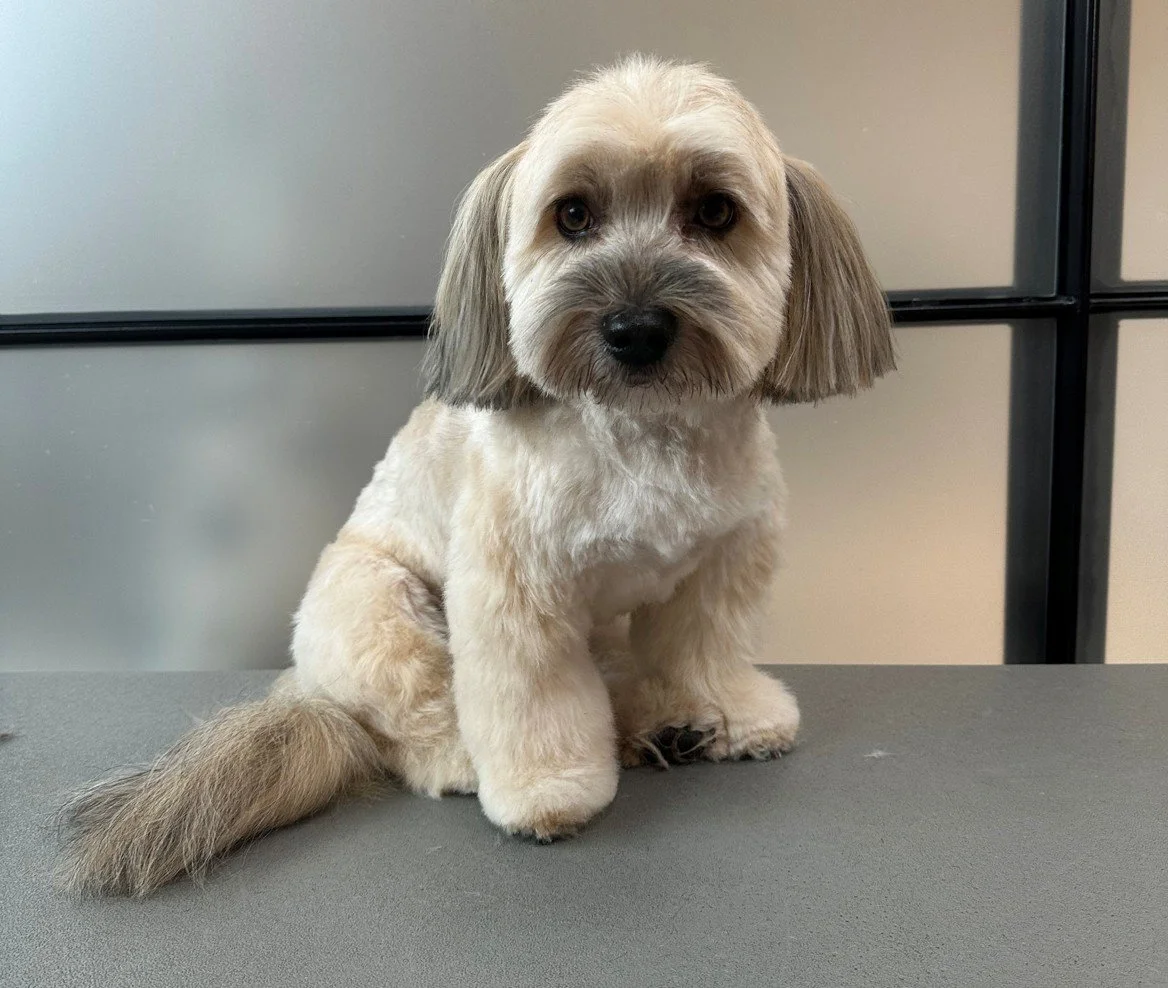 Bichon Havaneser bamseklip med saks – sødt ansigt og bløde ben