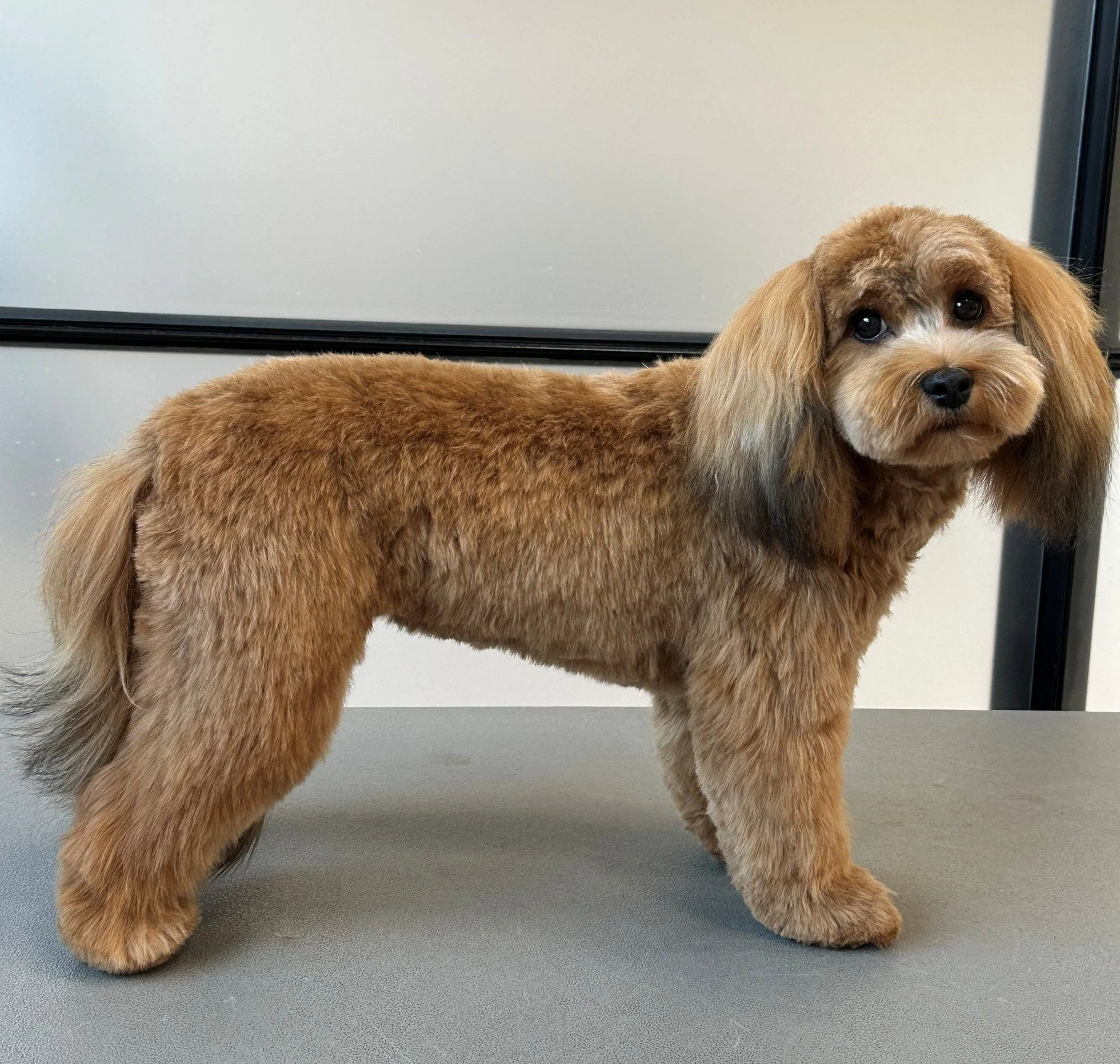 Bichon/Havaneser bamseklip i hel figur – ens længde og let fluffy finish for et harmonisk look.