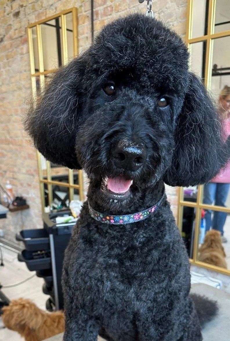 Sort krøllet hund med aflang ansigt og store ører, iført farvet blomsterkæde rundt om halsen, i et frisørsalon med spejle og andre hunde i baggrunden.