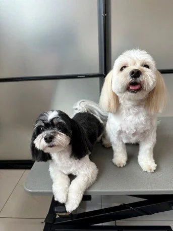 Hvalpeklip på små selskabshunde – sødt, rundt hvalpelook med ens længder og bløde linjer.