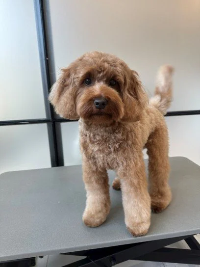 Hund før bamseklip – lang pels før grooming