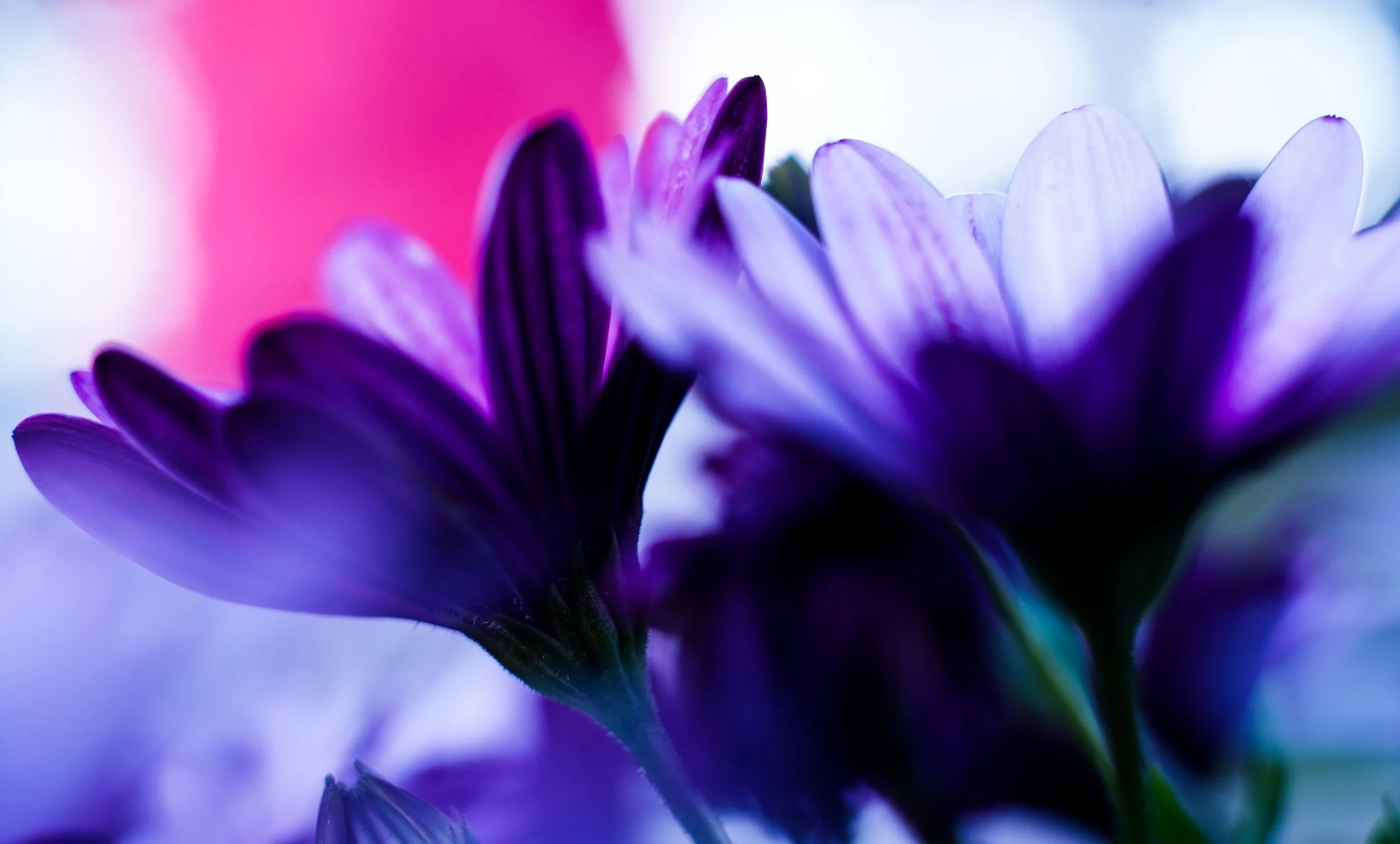 Nærbilde av lilla og hvite blomster med myk bakgrunn.