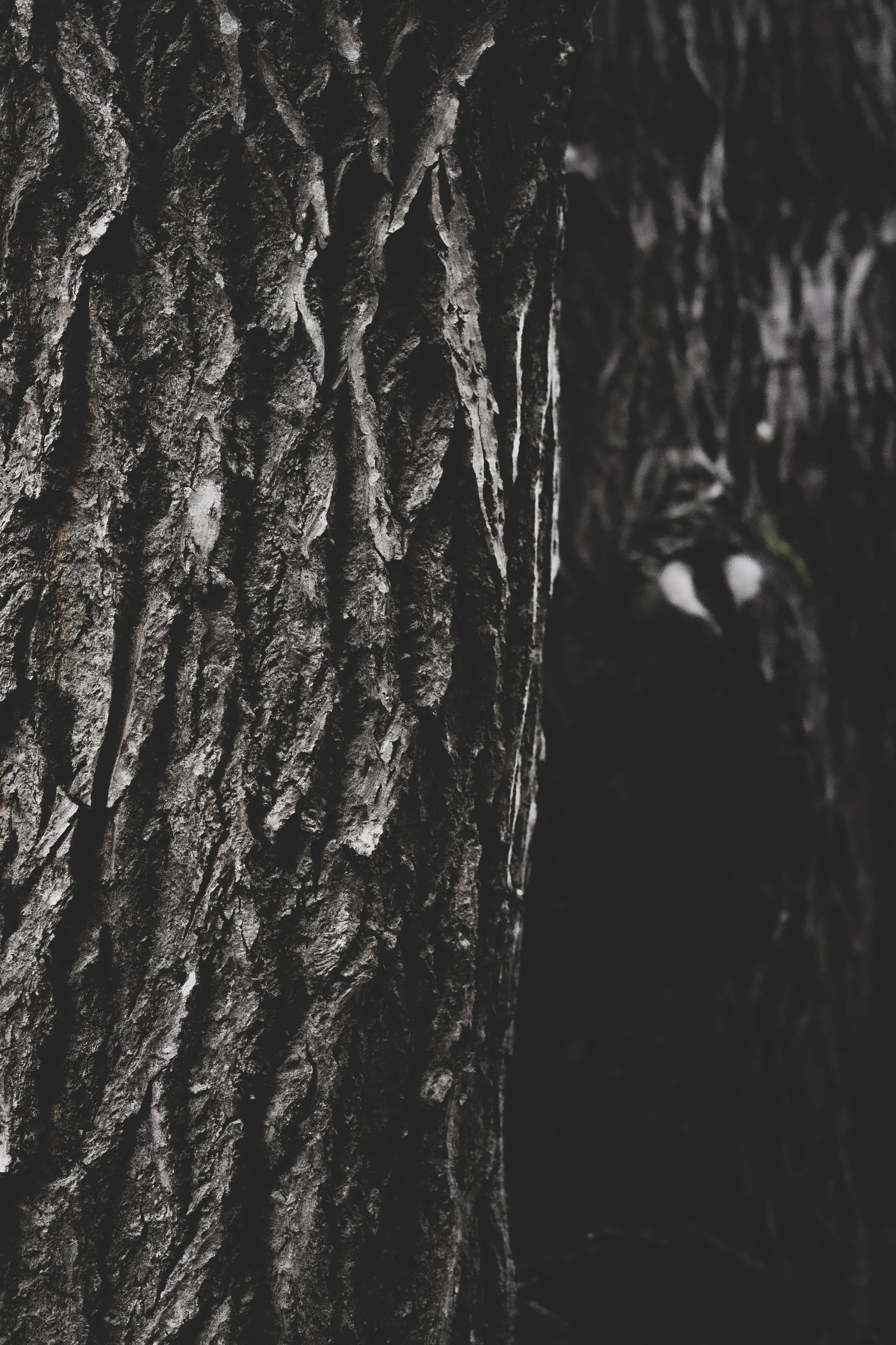 Nærbilde av bark på et tre, med fokus på teksturen og de grove, rynkete overflatene.