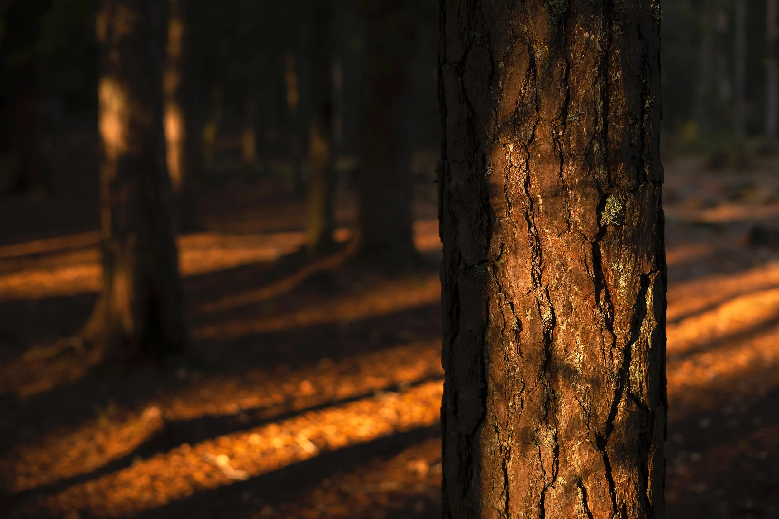 Tett trestamme i en skog med sollyset som skinner på barken, om kvelden eller tidlig morgen.