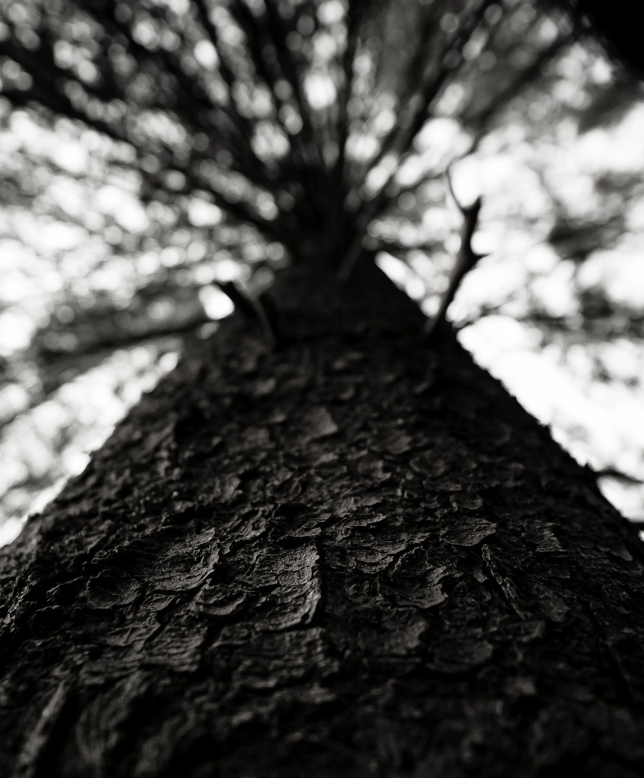 Nærbilde av stammen på et høyt tre sett nedenfra, med fokus på treets bark og grener som strekker seg oppover mot himmelen.