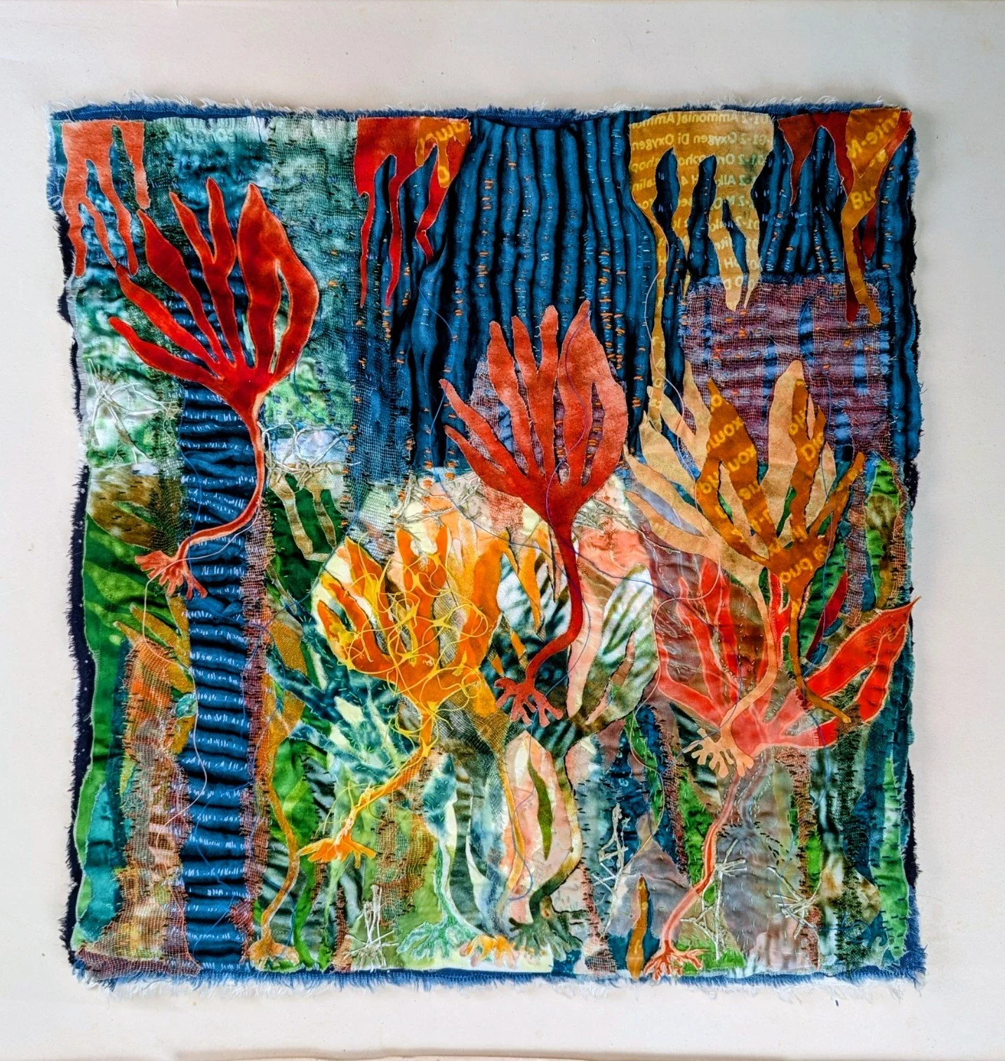 Digitata              45cm x 42cm