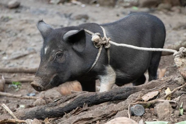 Tethering a pig on a footpath