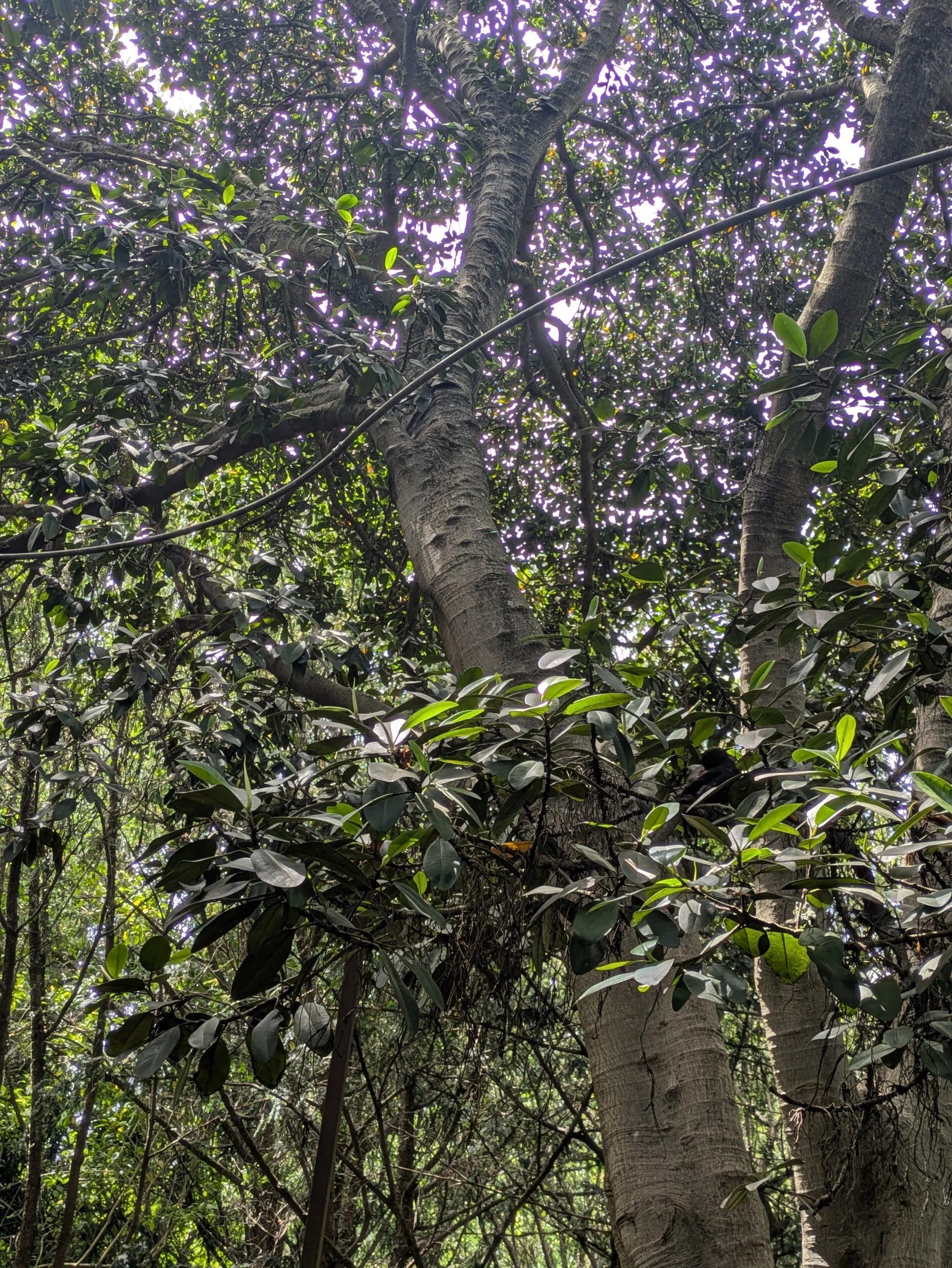 An image of rubber trees in Gulbenkian Garden, Lisbon