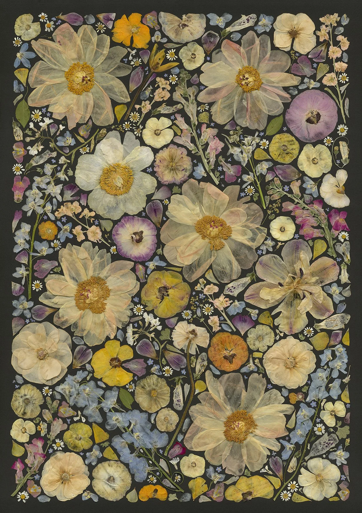 Pressed flowers