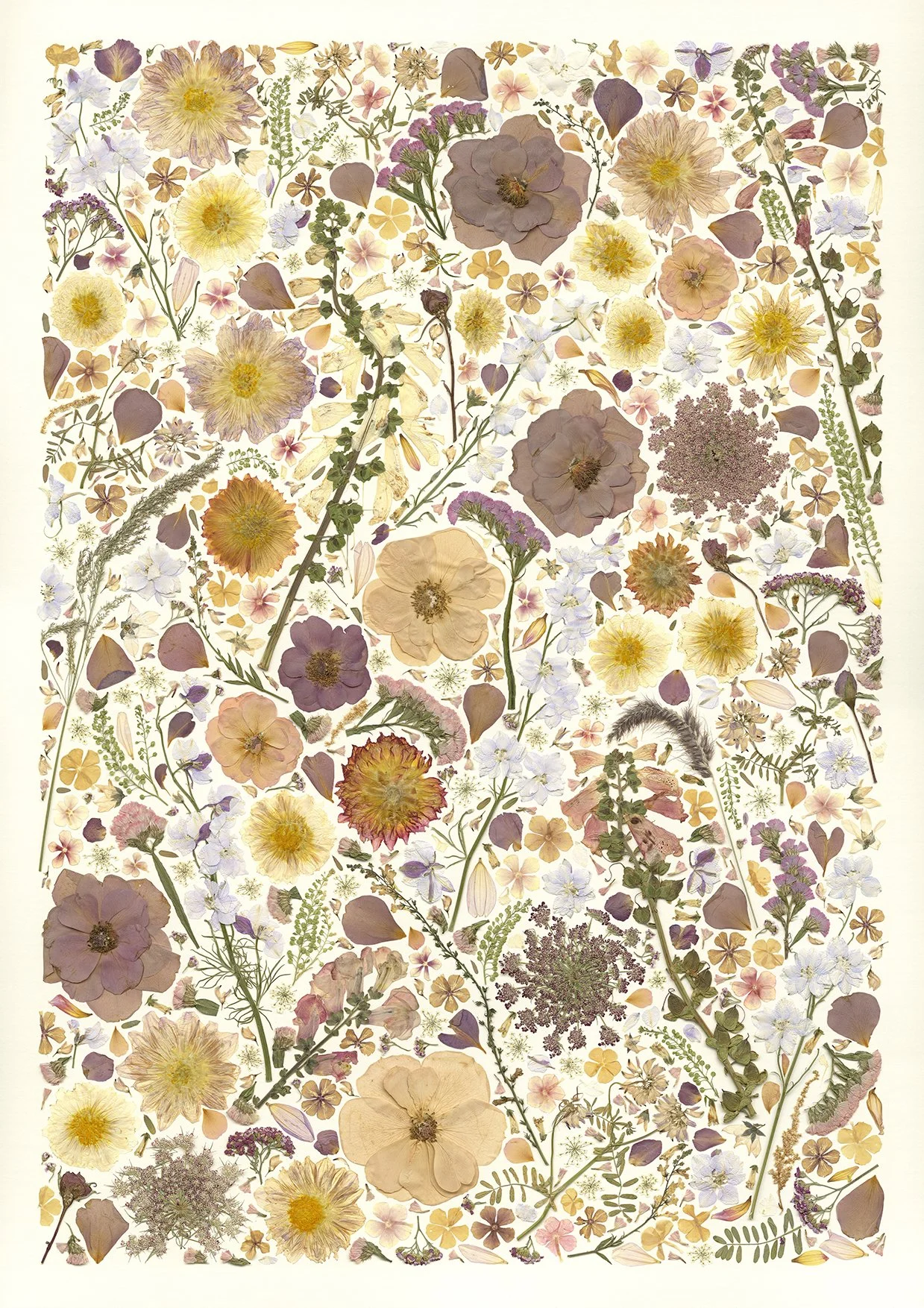 Collection of pressed dried flowers in pastel colors on a white background.