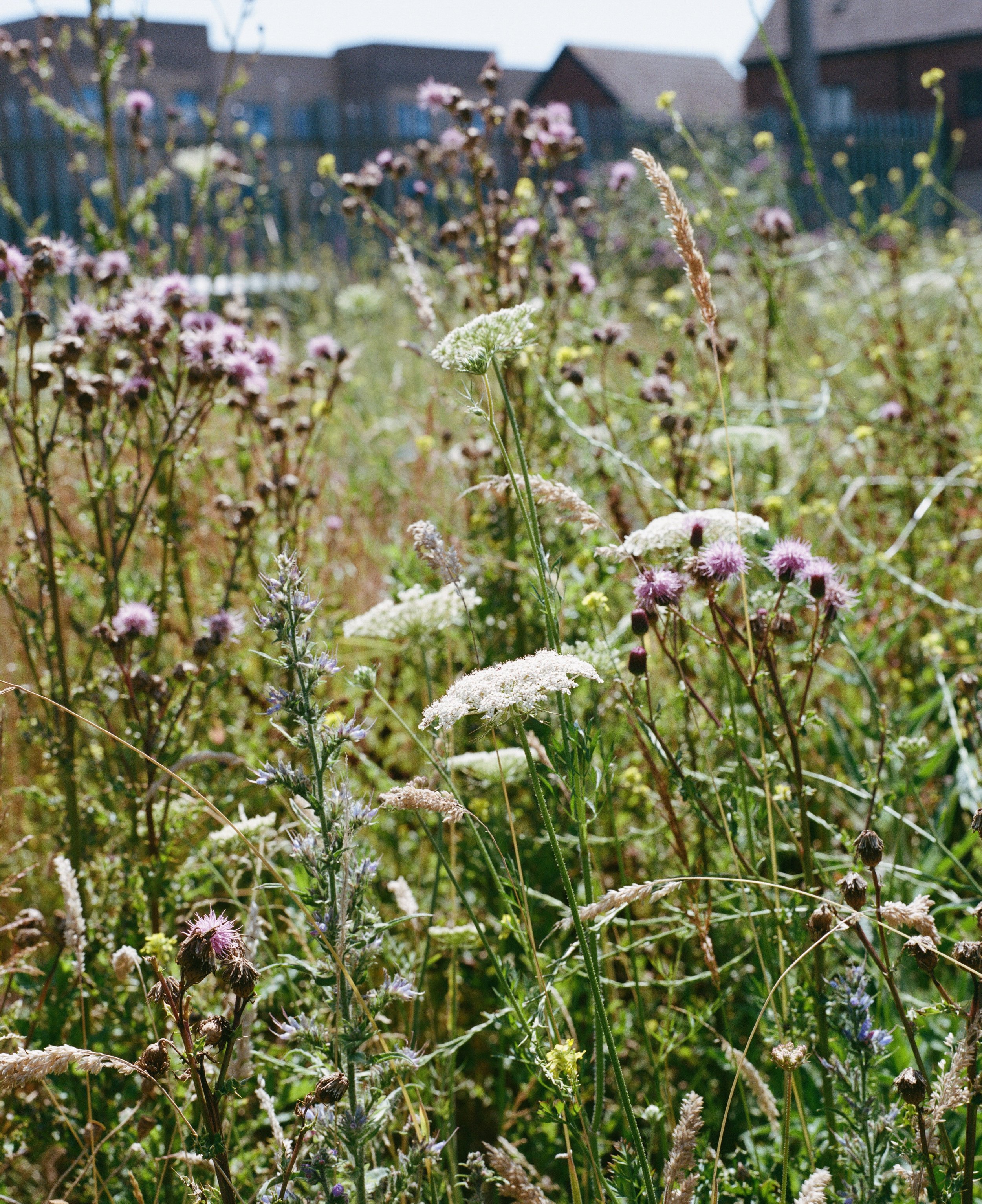 Wild Flowers.jpg