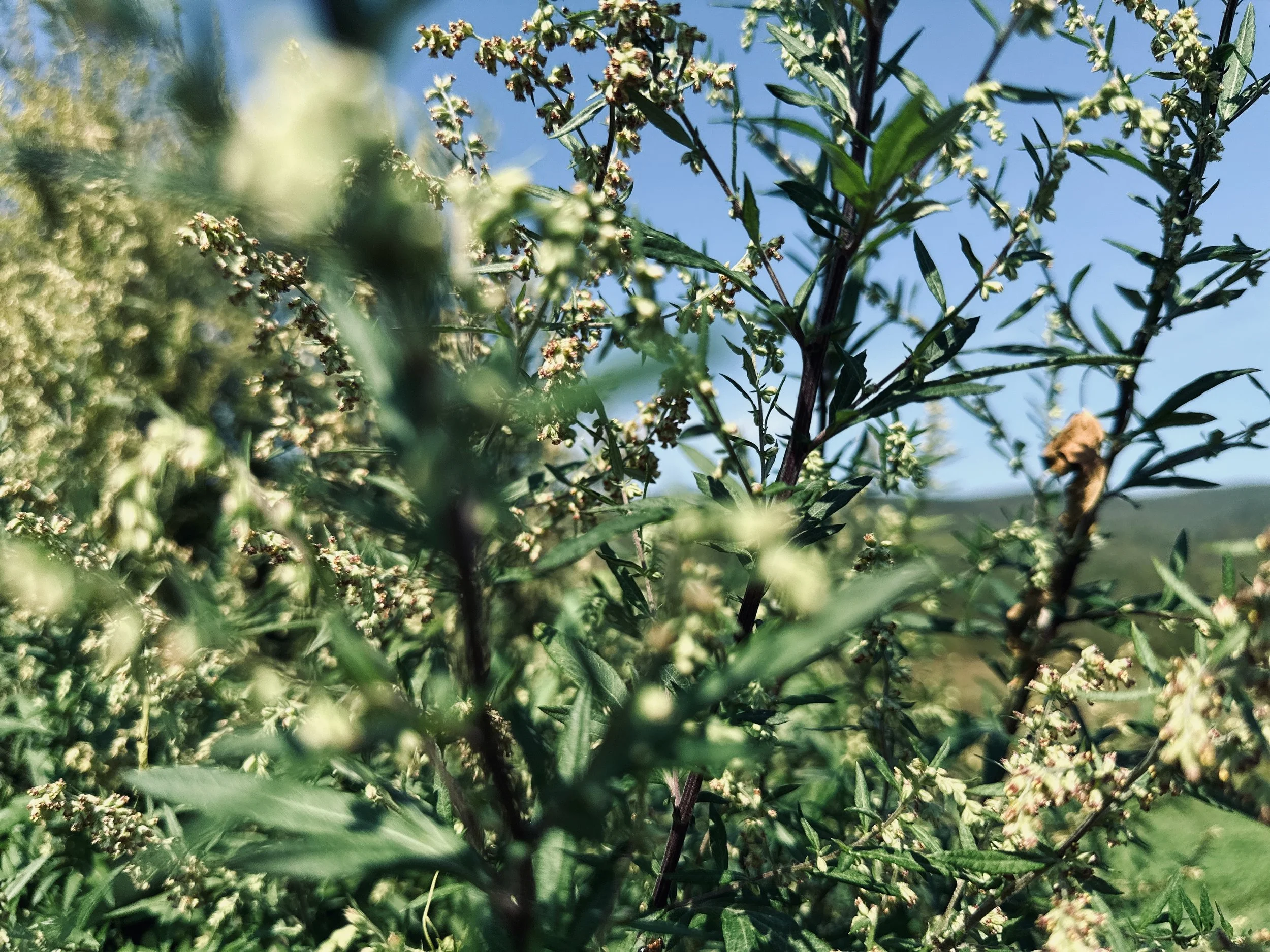 EQUINOX BALANCE MEDICINE MAKING WORKSHOP