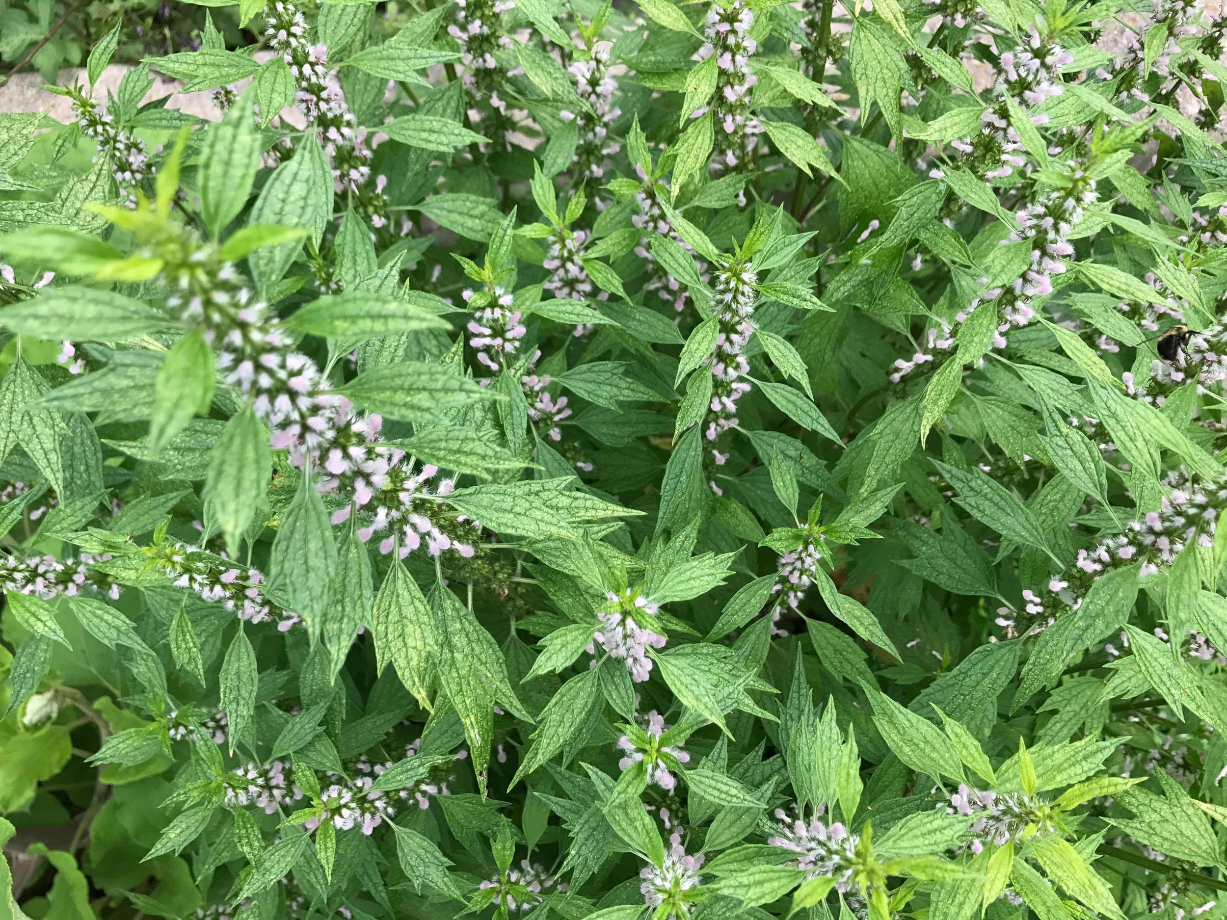Motherwort Mama Walk