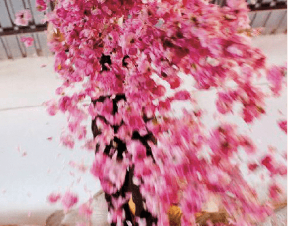 Miss Dior: an explosion of pink blossom
