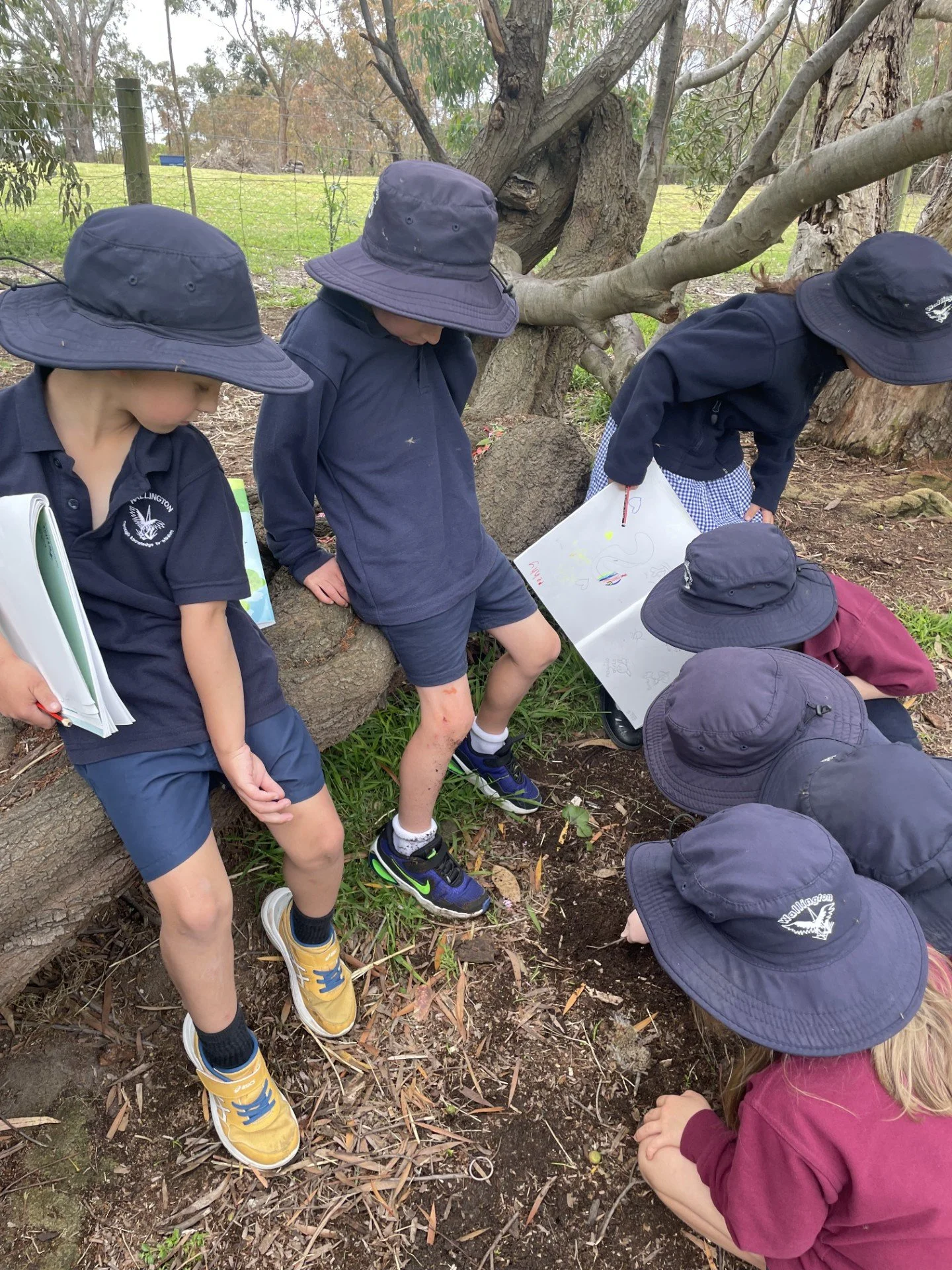 Wallington P.S. Newsletter Term 4 Week 9 2025 