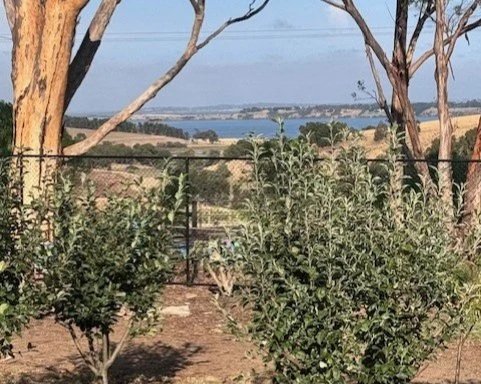 Wallington P.S. Newsletter Term 1 Week 6, 2026. 