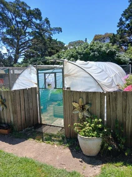 chook 5.jpg