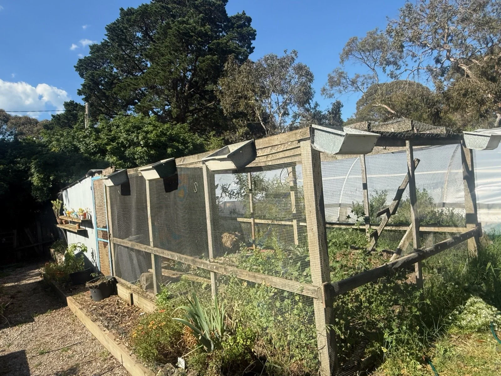 chook 6.jpg