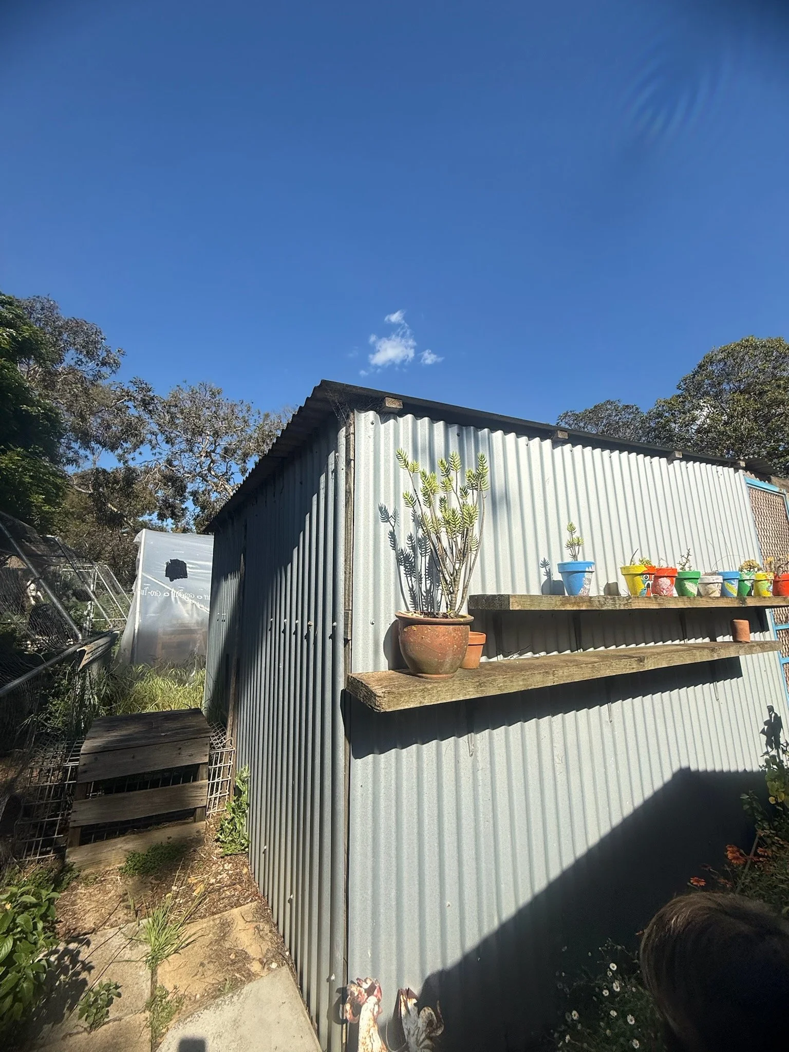 chook 8.jpg