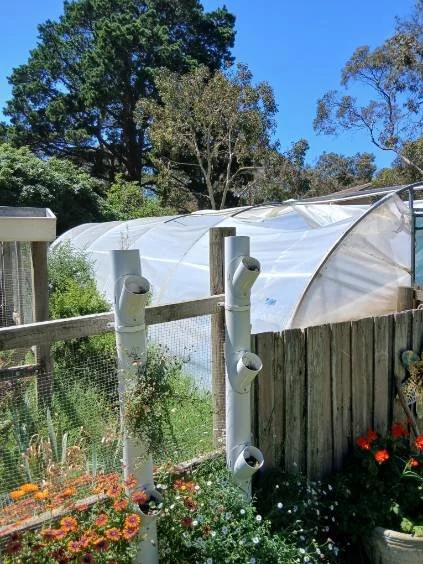 chook2.jpg