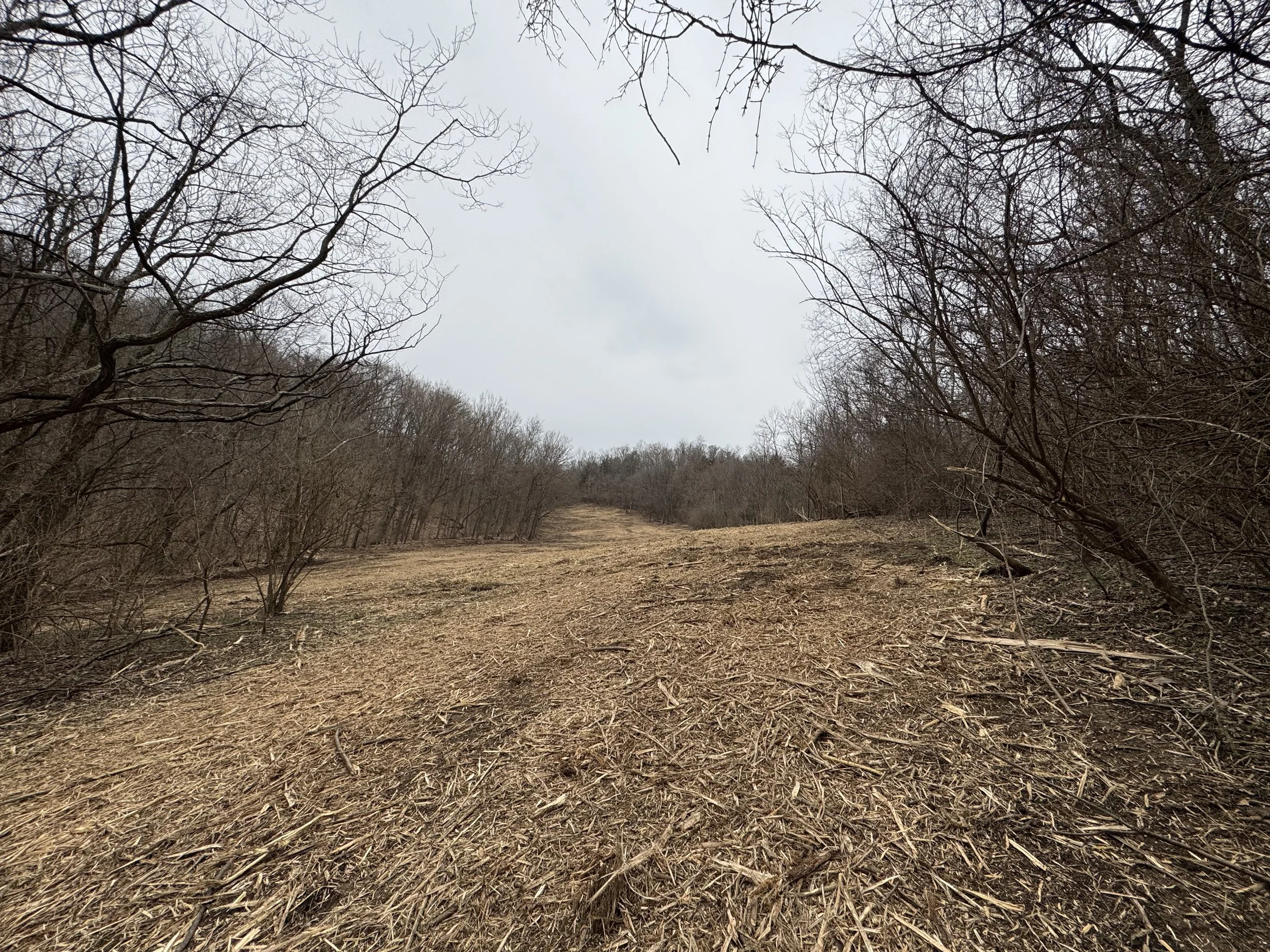Land Clearing for Surveyors in Greater Cincinnati: Precision Corridors & Build-Ready Plot Prep