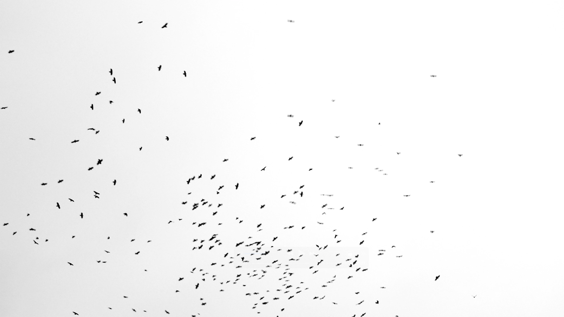 A flock of birds flying in the sky with a plain gray background.