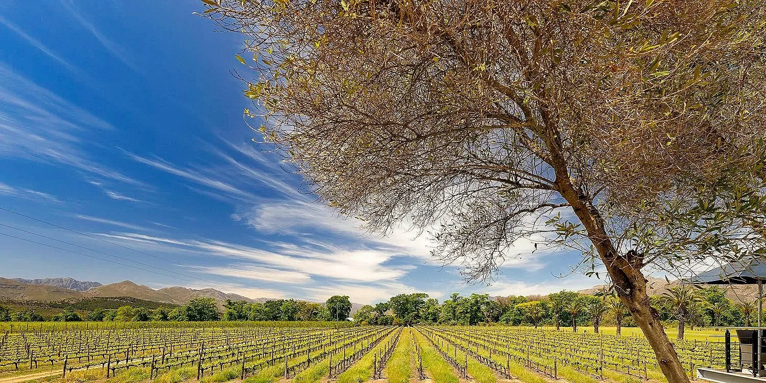 South%2BAfrican%2BWine%2BTasting%2B%2B%2866%29-Edit.jpg