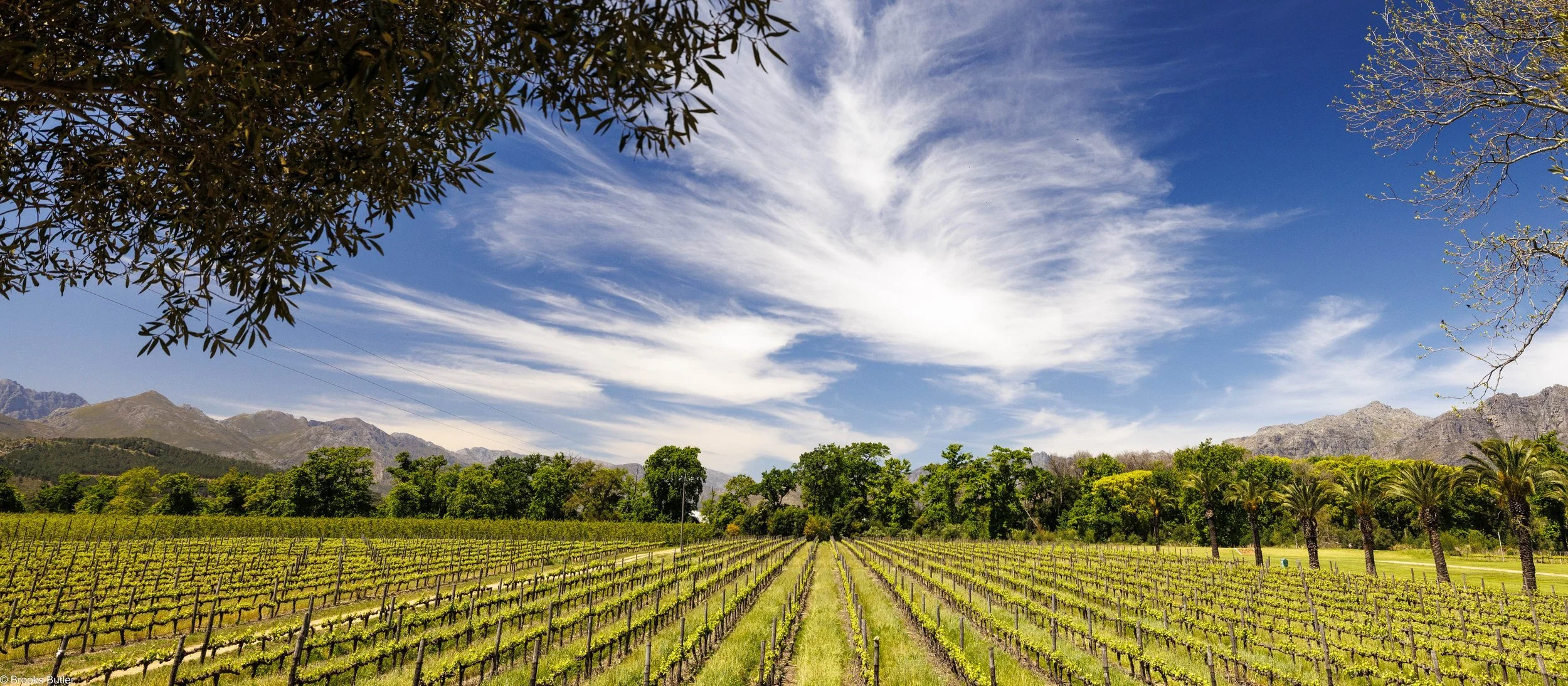 Stellenbosch Vineland