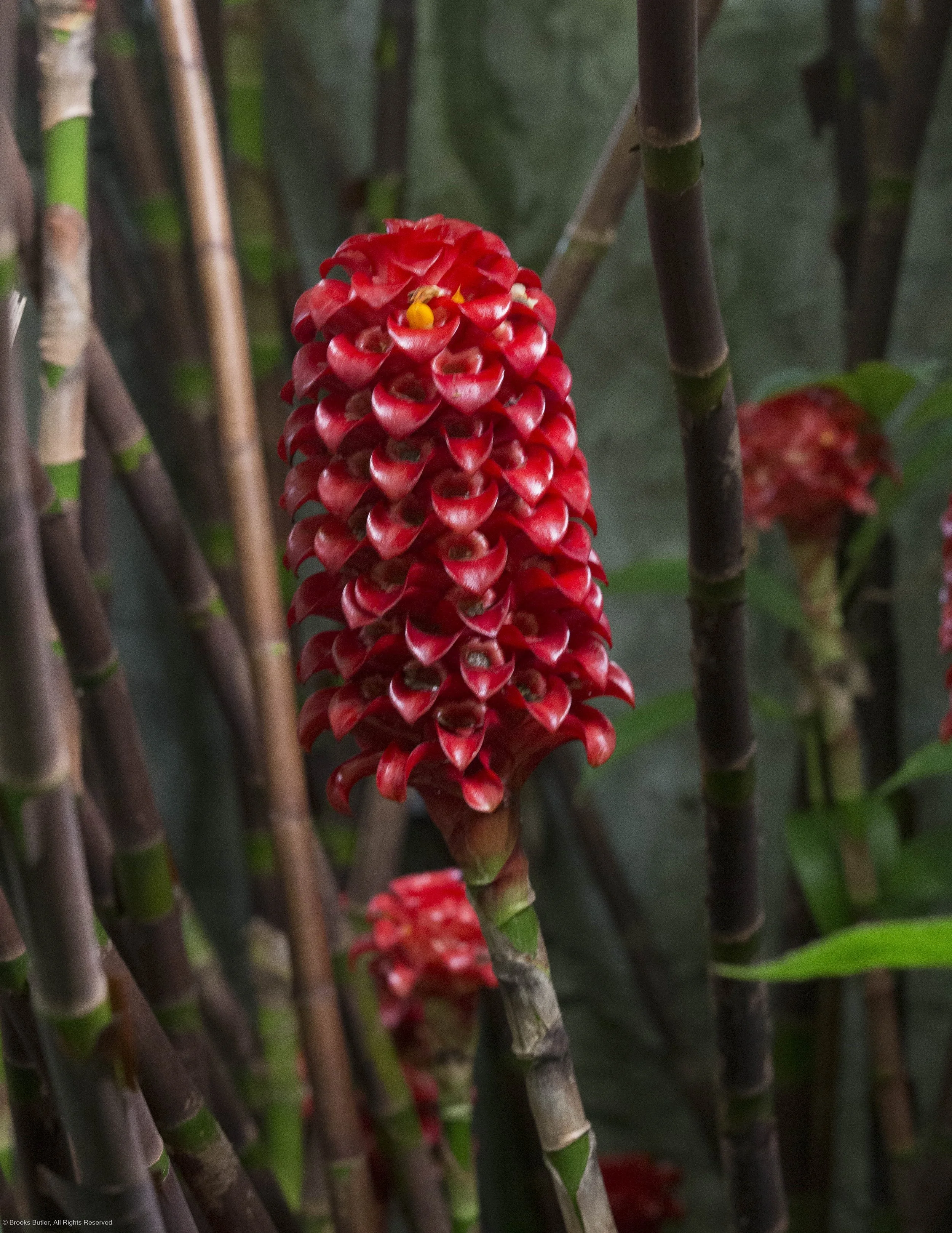 Red Wax Ginger