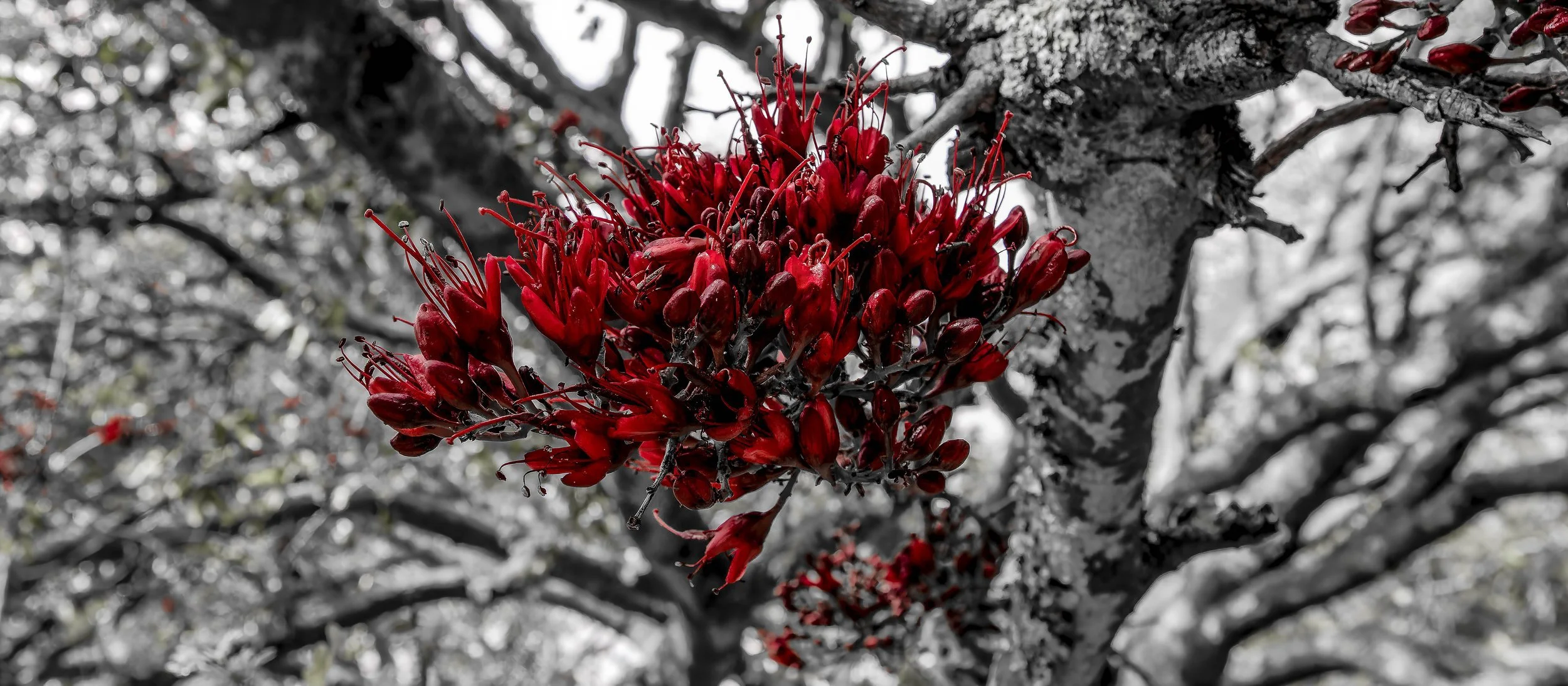 Kirstenbosch Notional Botanical Garden