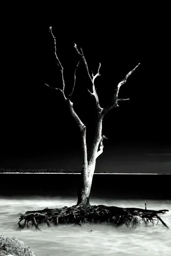 Reach - Boneyard Beach