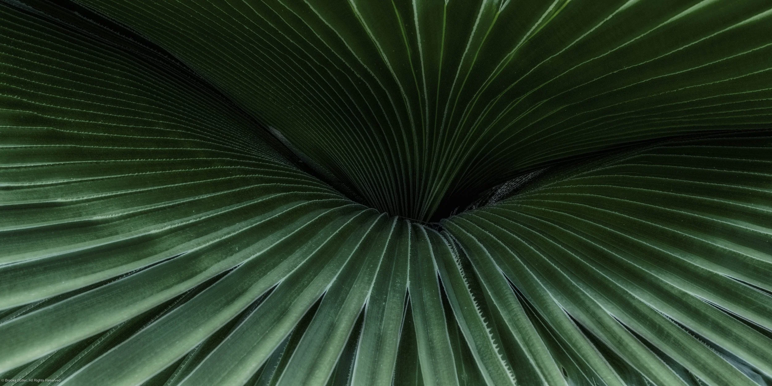 Palm Leaves