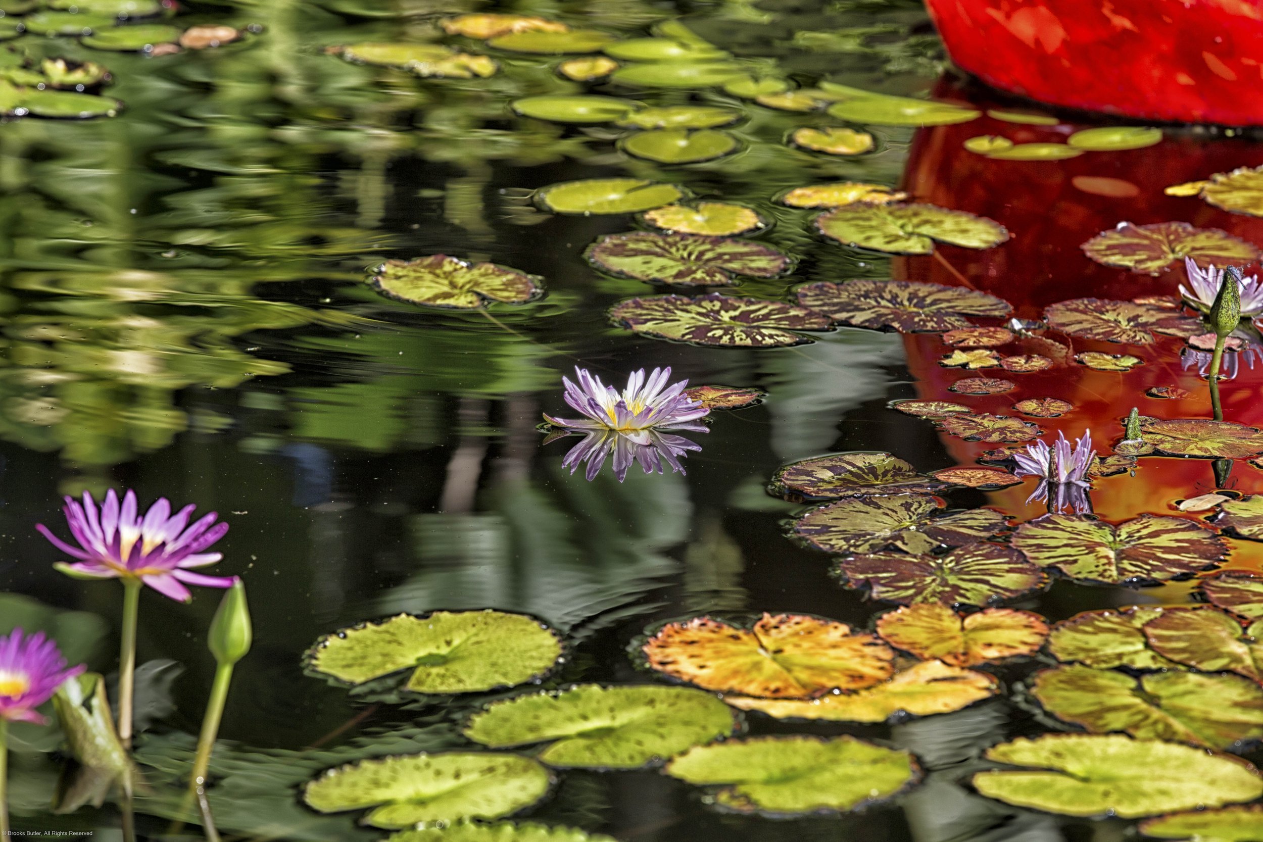 Lilly Pads