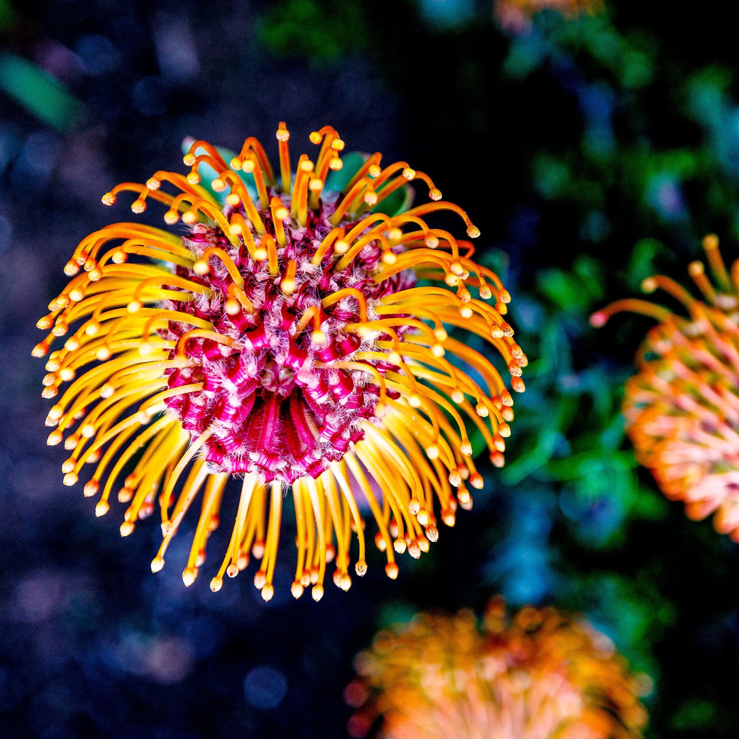Close-up of a vibrant, spiky orange and yellow flower with small yellow buds at the tips, contrasting with a dark, blurred background of green and purple hues.