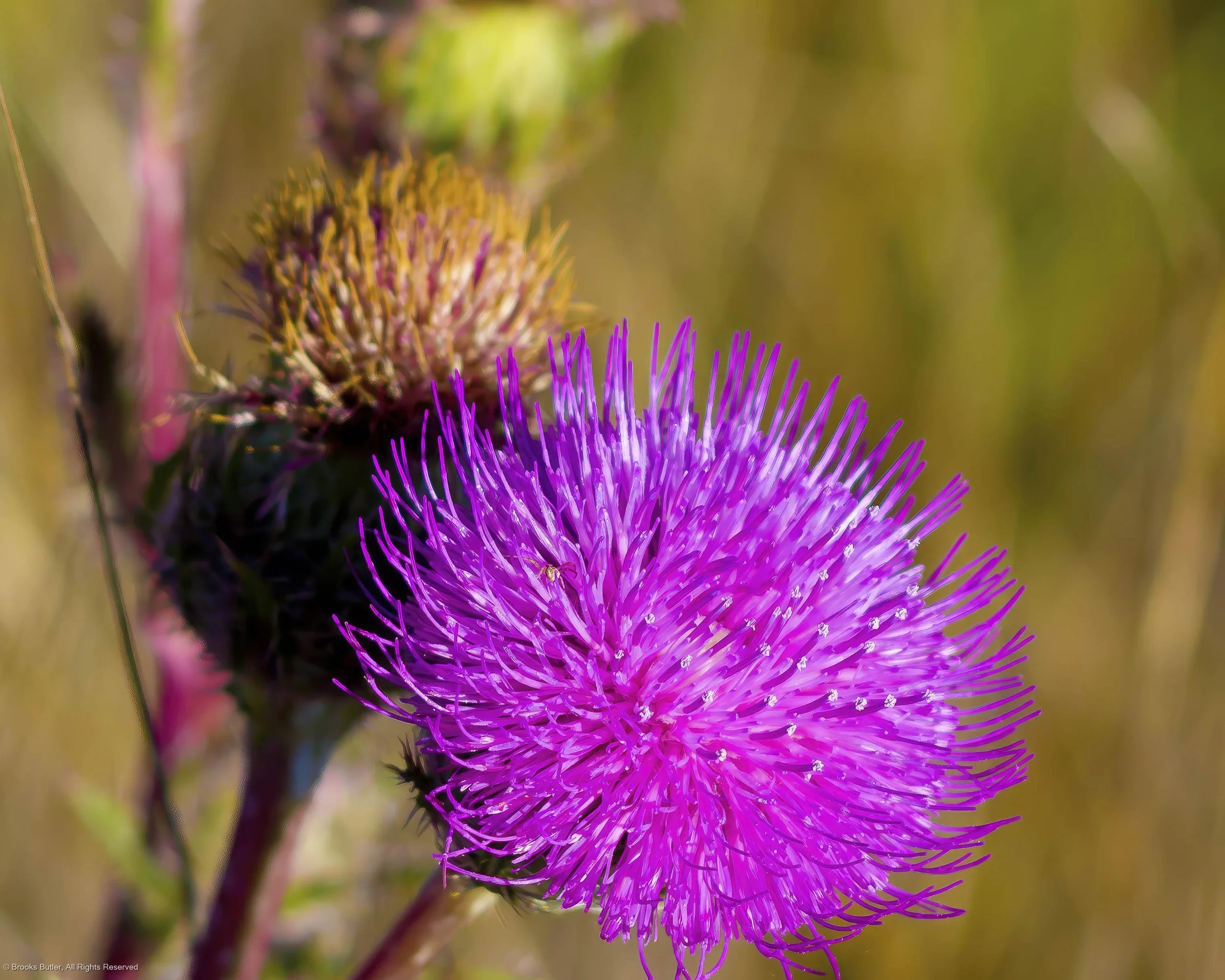 Thistle