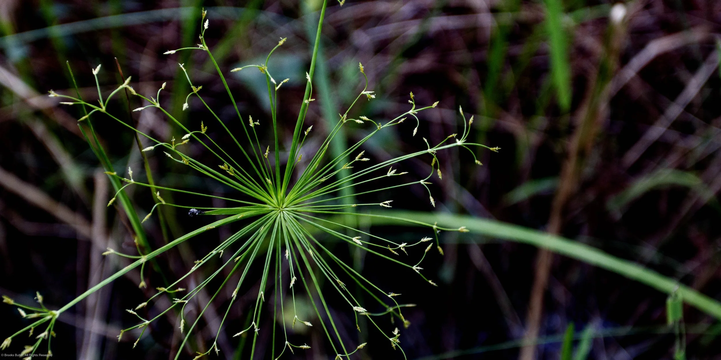 Cyperus Haspan