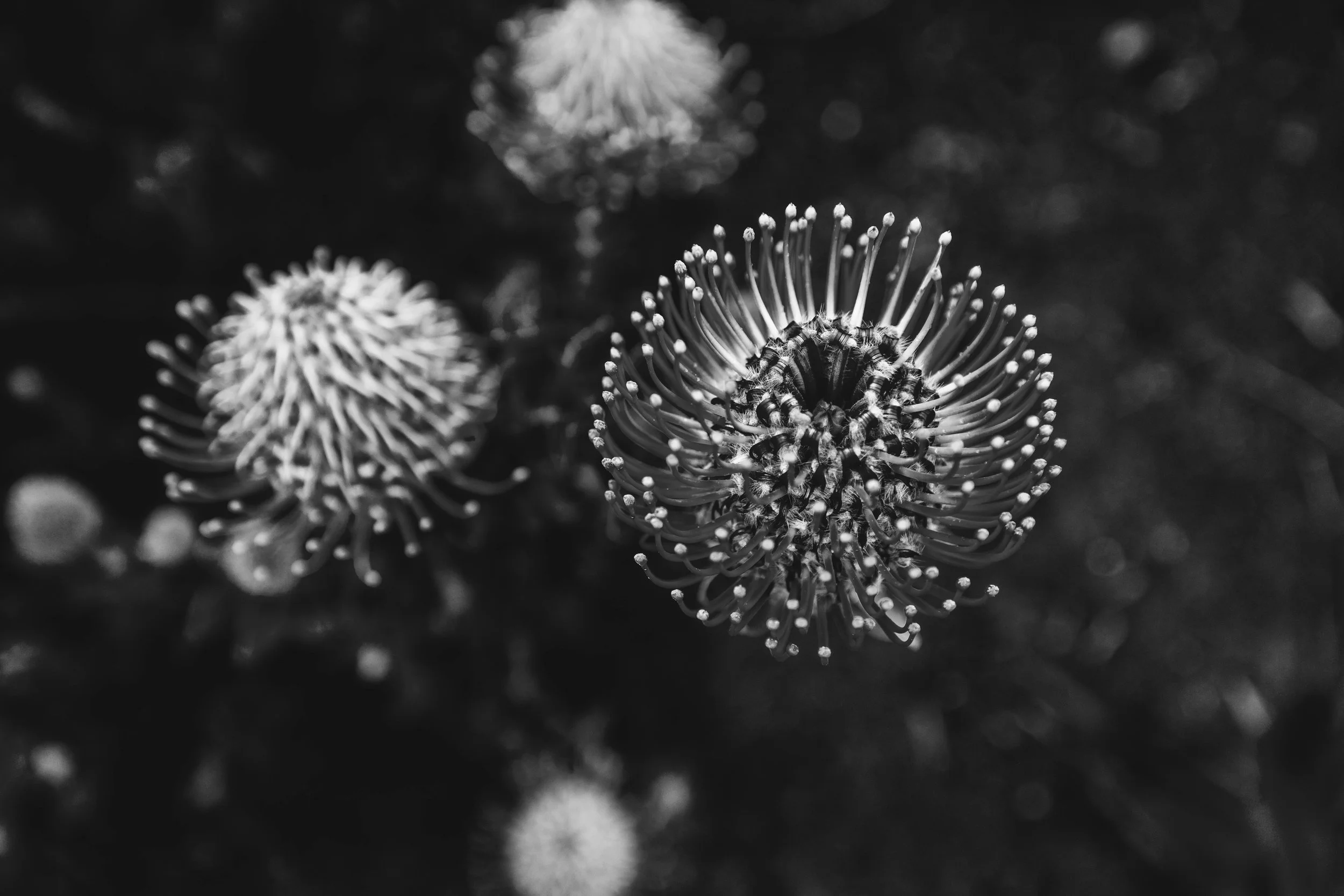 Pincushion Protea