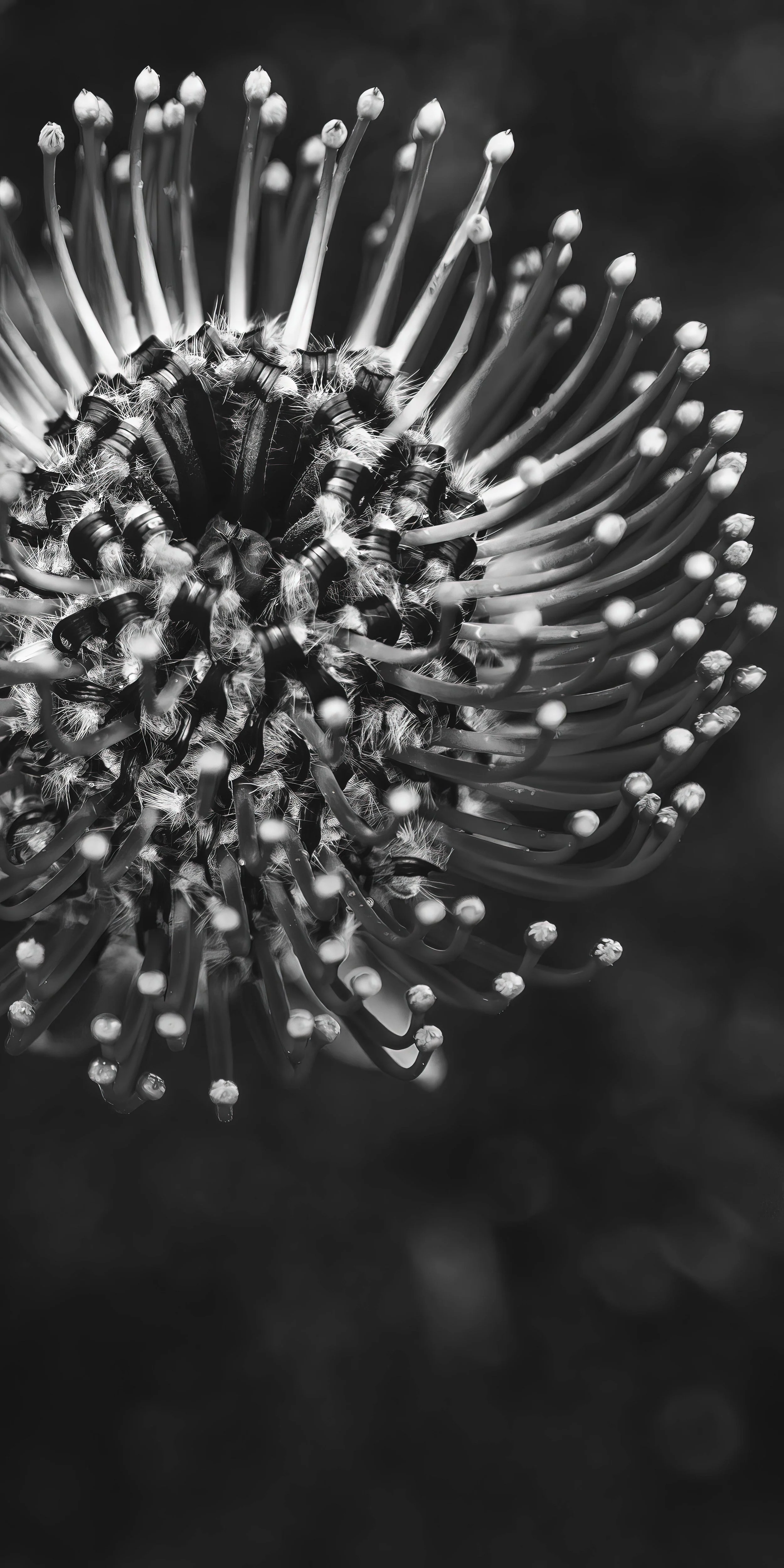 One Protea