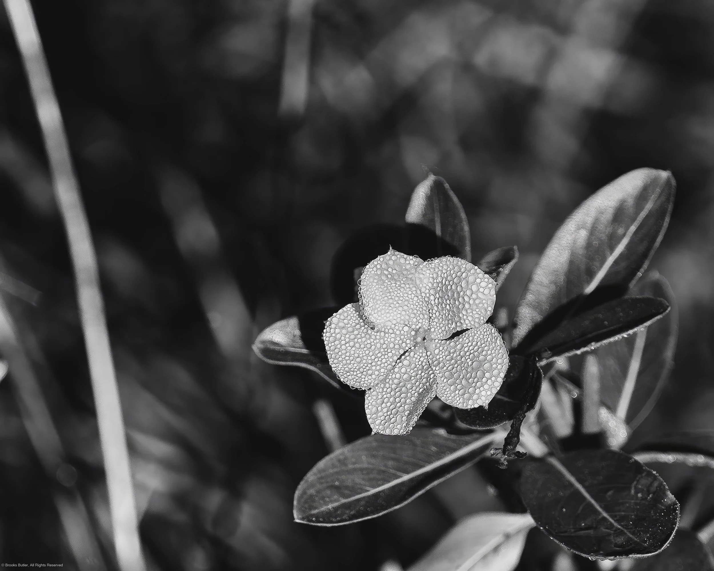 White Jasmine