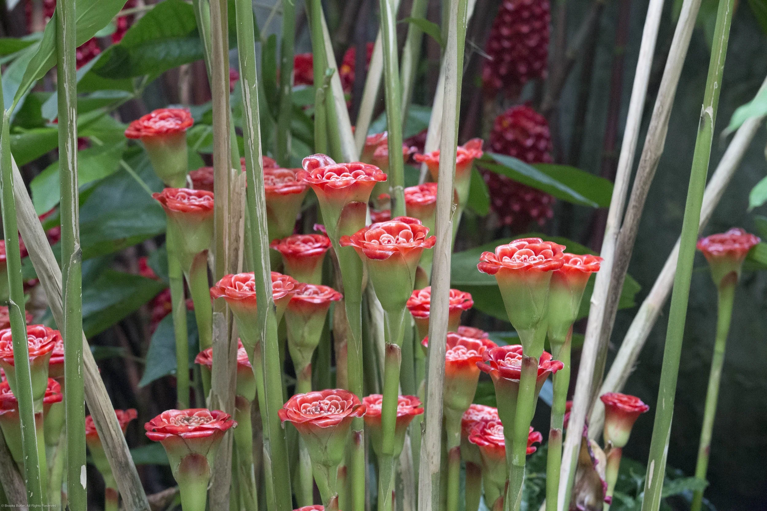 Thai Ginger Rose