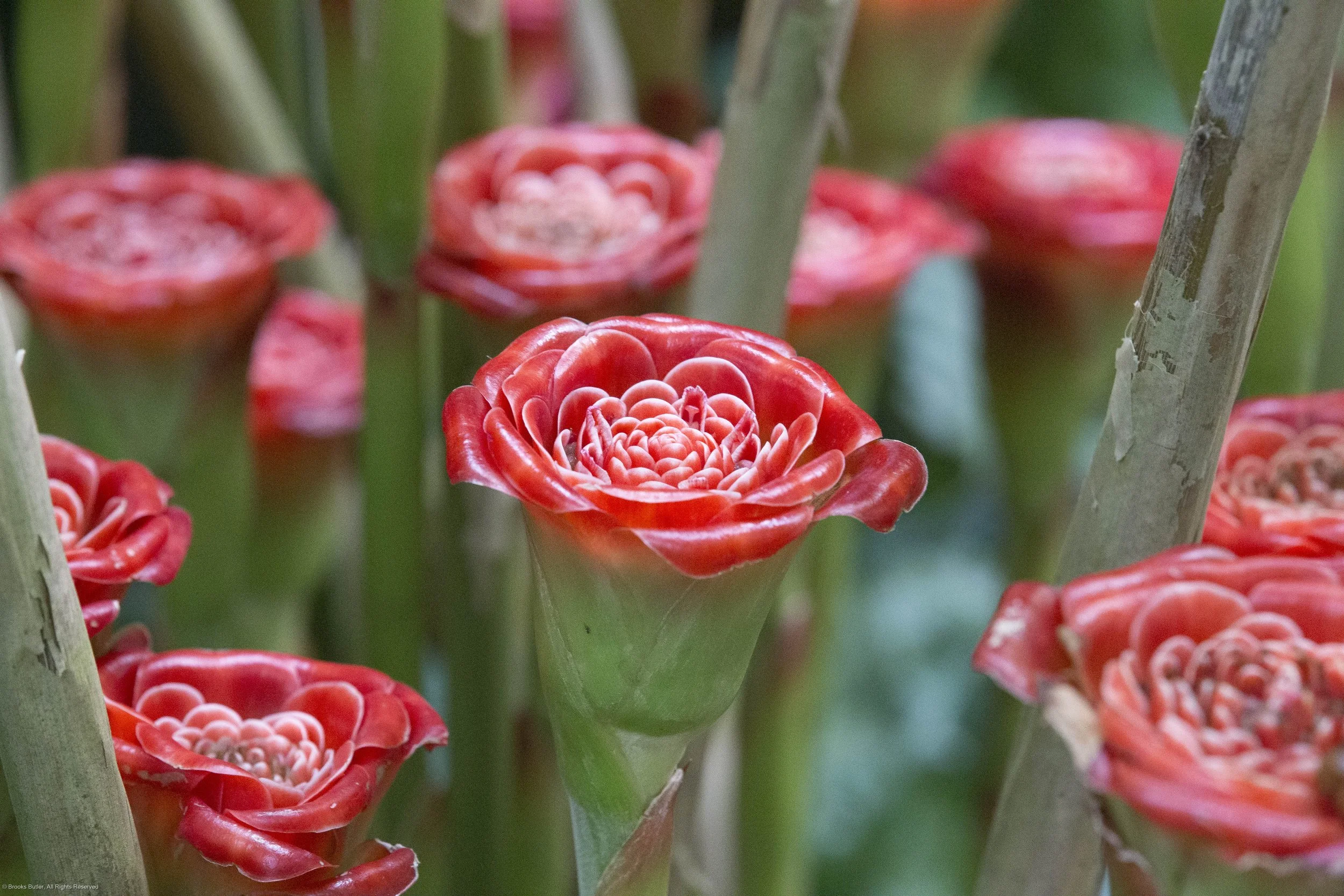 Thai Ginger Rose