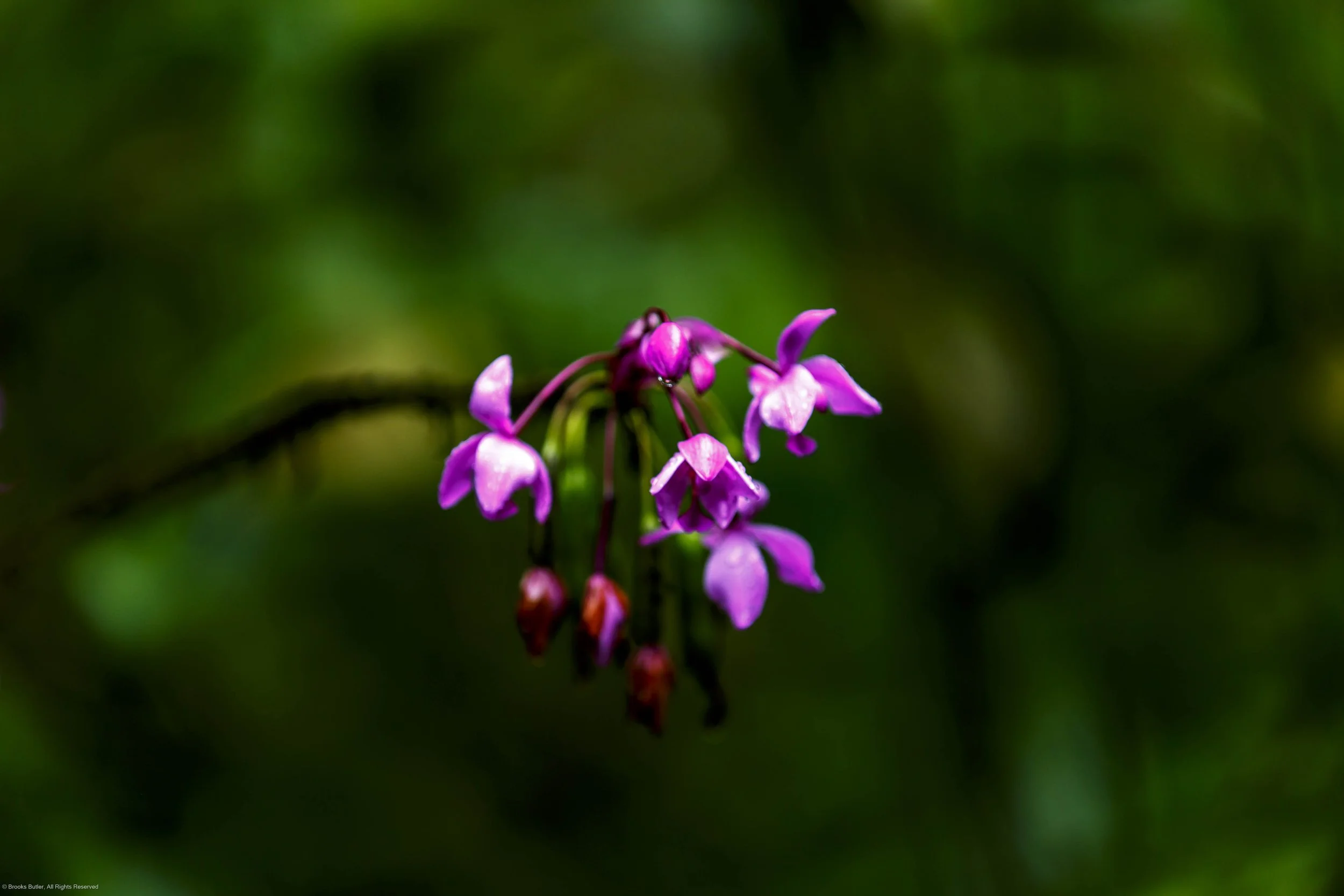 Nodding Onion