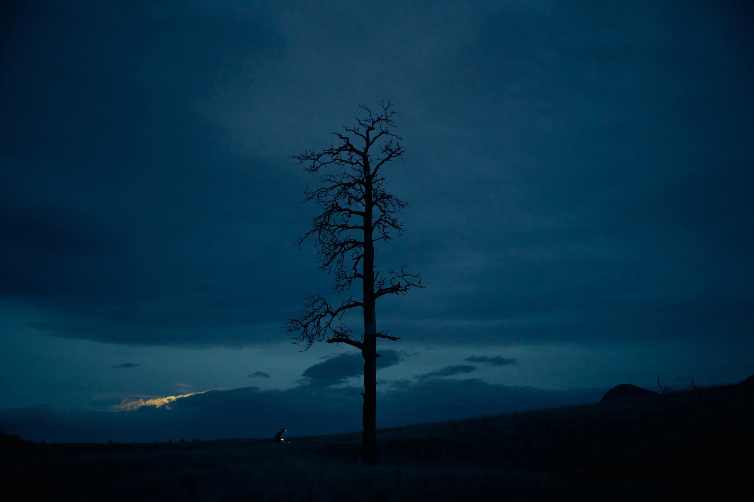 A dark, leafless tree standing alone in a landscape during dusk or dawn with a cloudy sky.