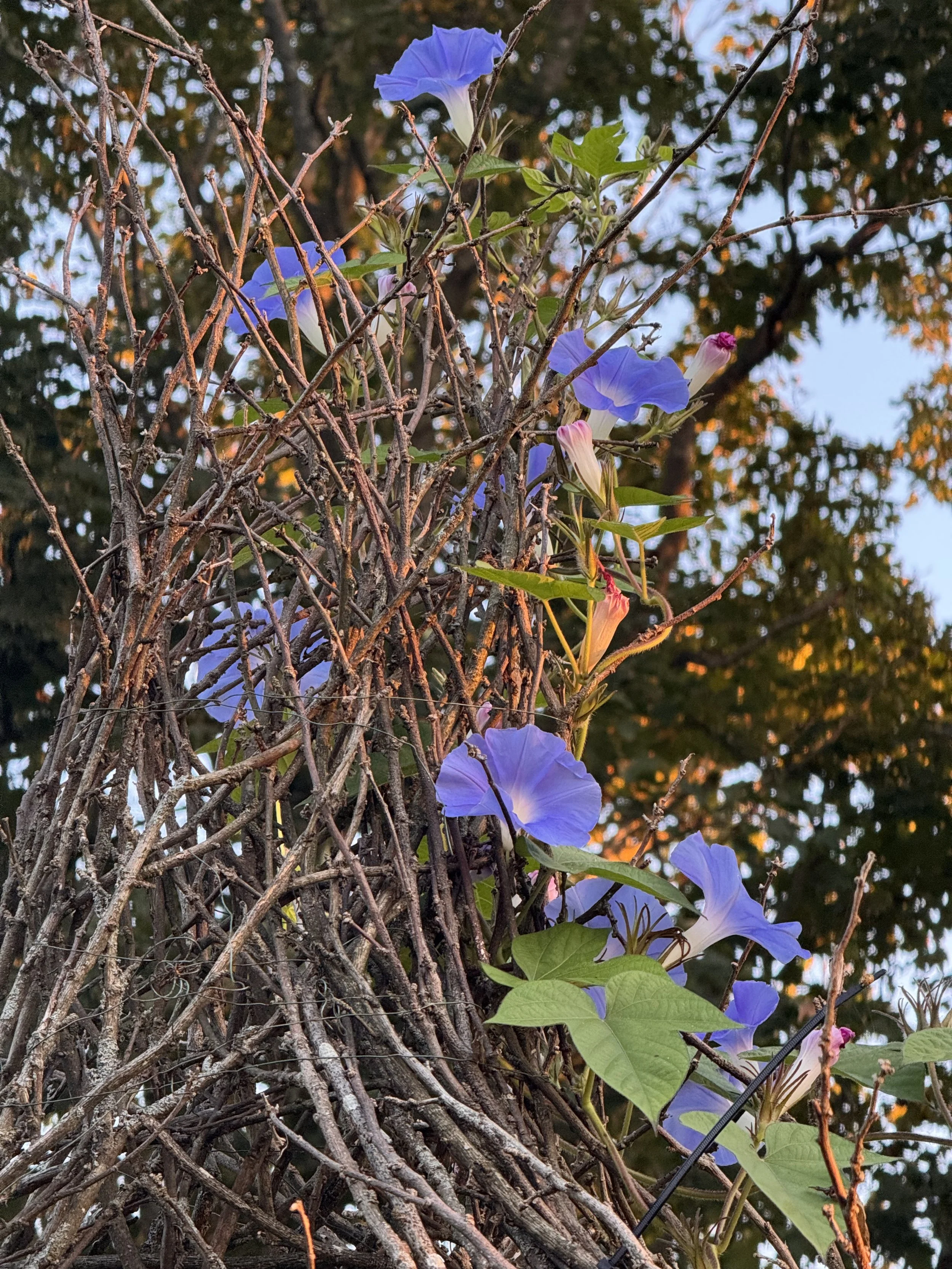 IMG_9182.jpeg