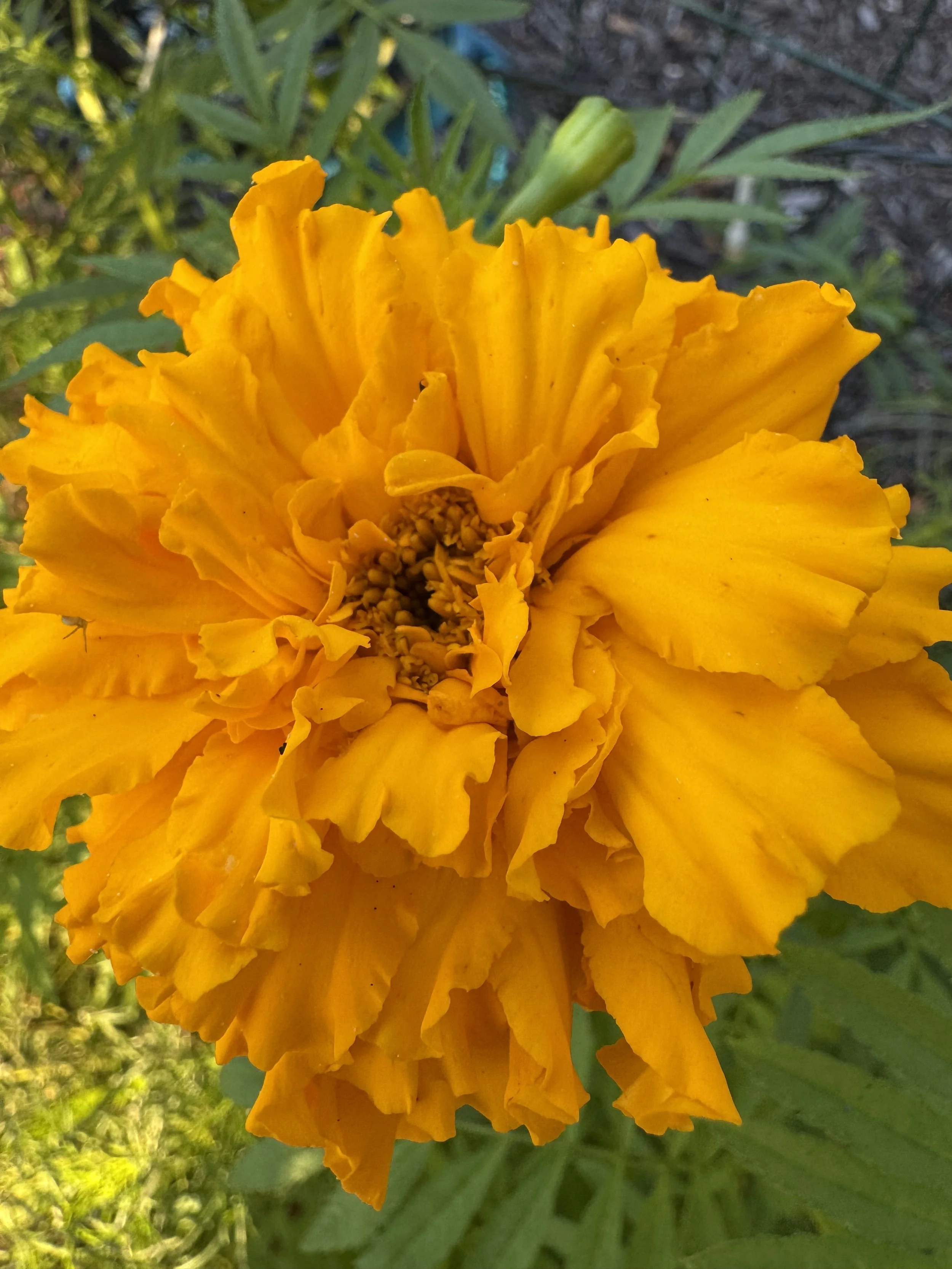 IMG_8879.jpeg
