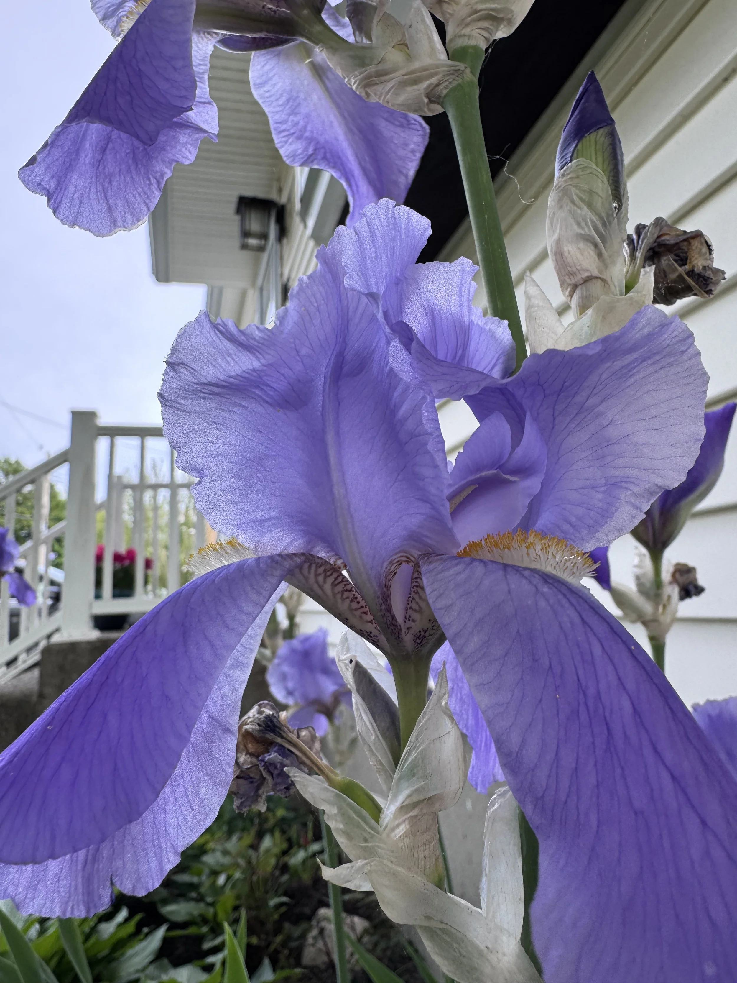 IMG_2537.jpeg