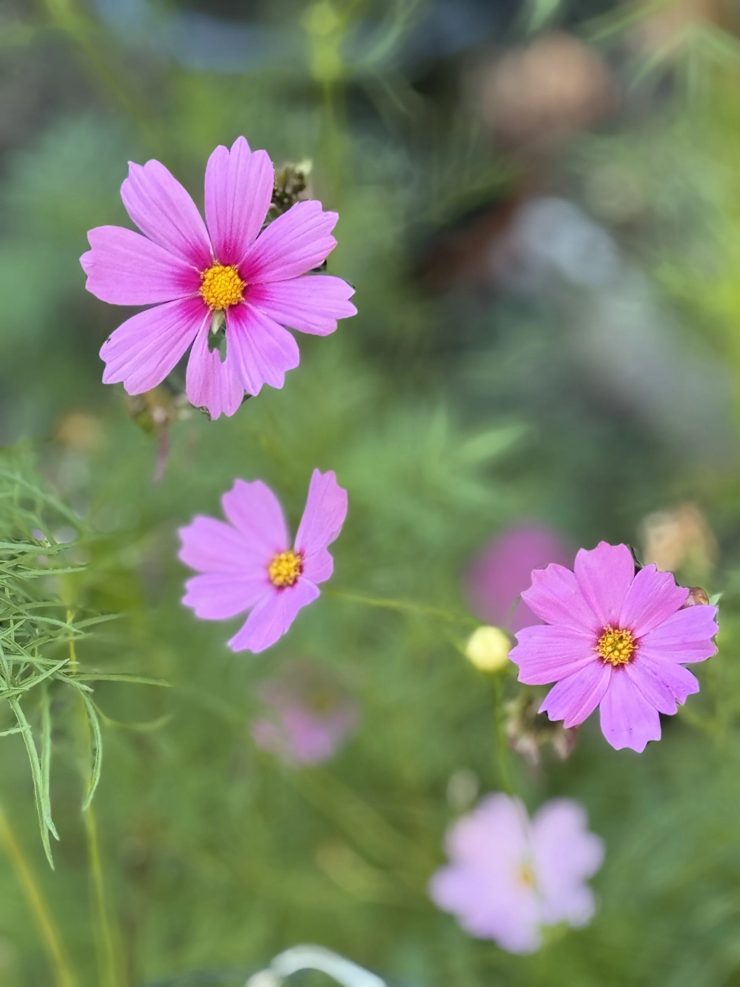 IMG_8401.jpeg