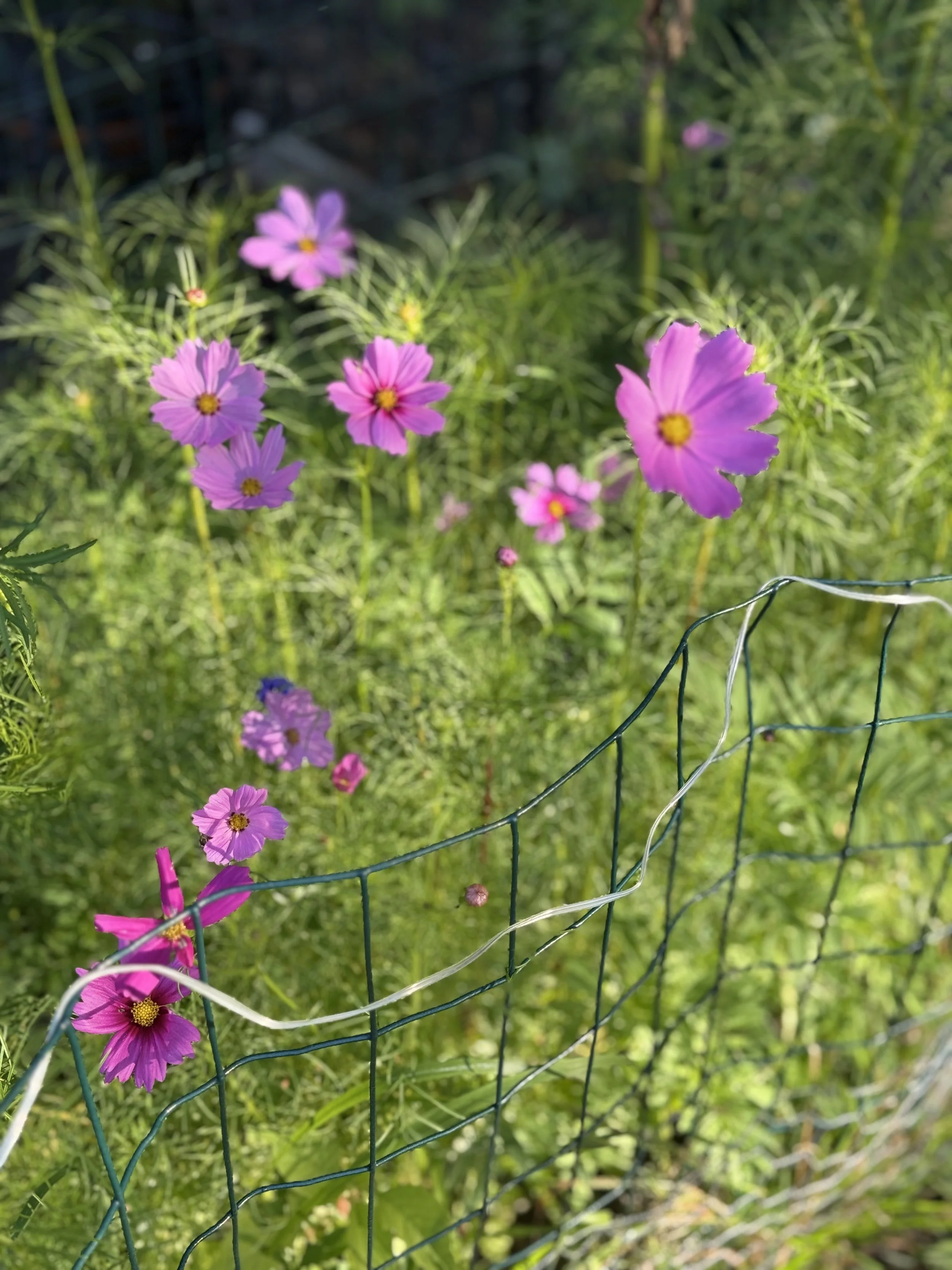IMG_8136.jpeg